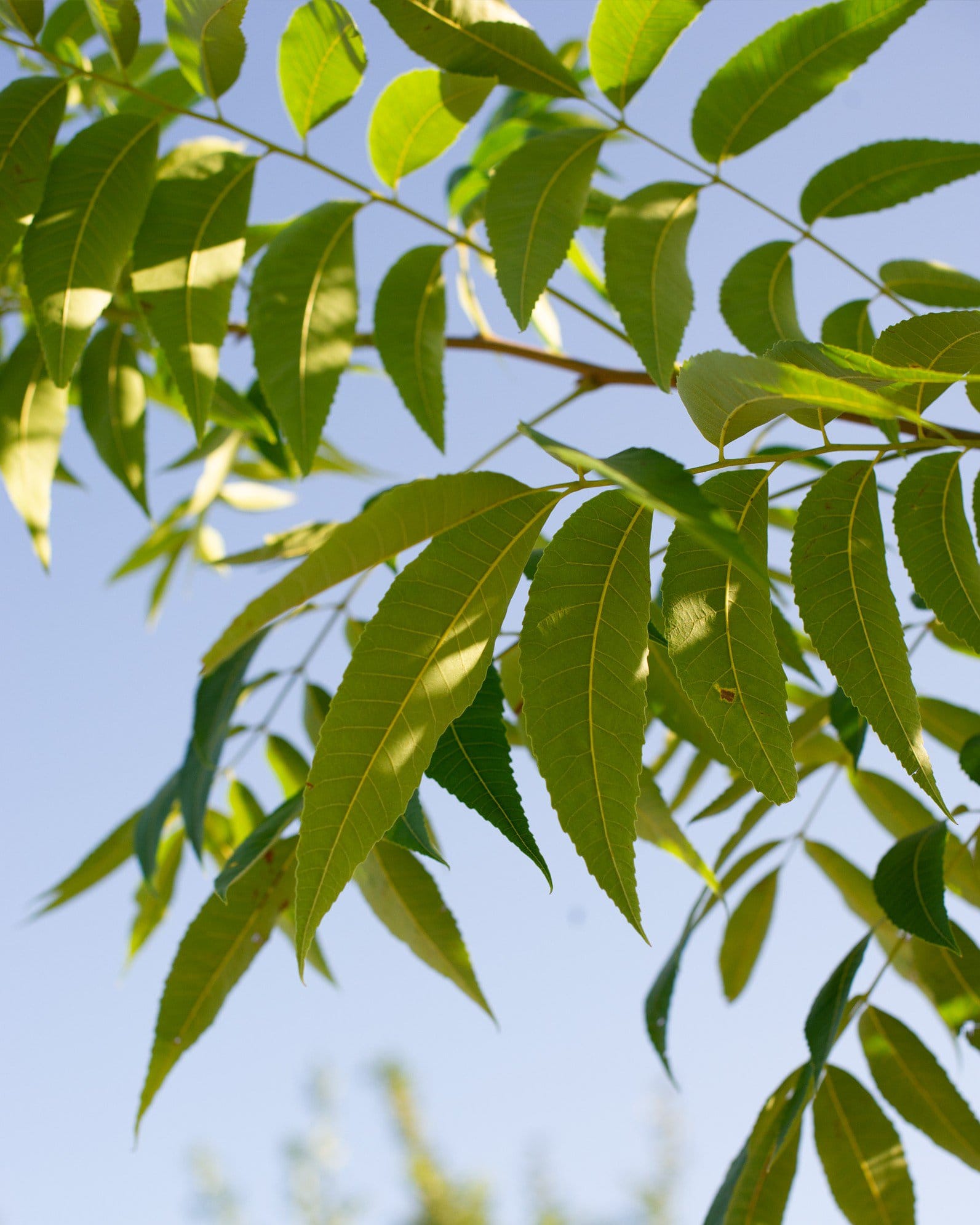 Caddo Pecan - view 2
