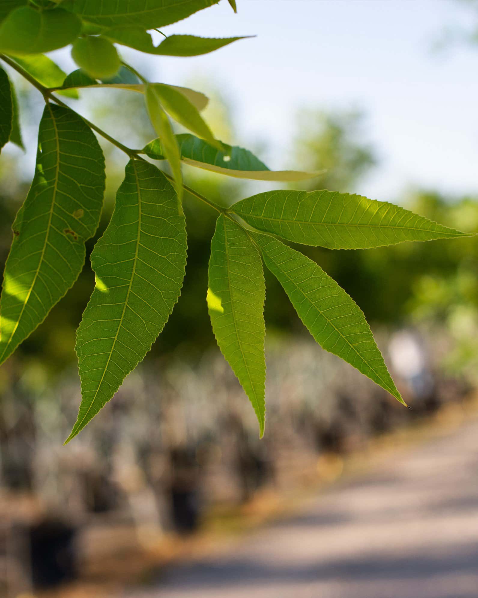 Caddo Pecan - Image 4