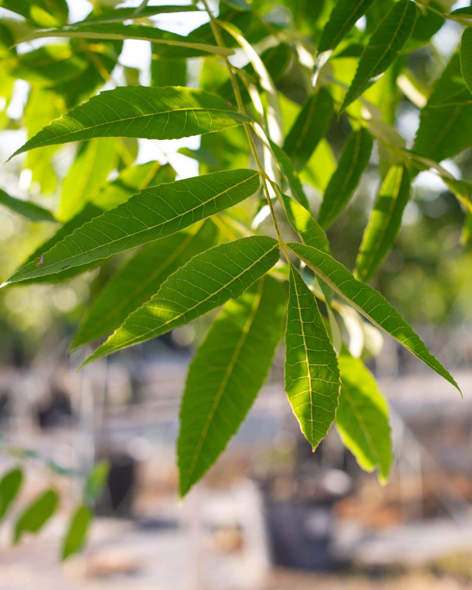 Caddo Pecan - Image 5