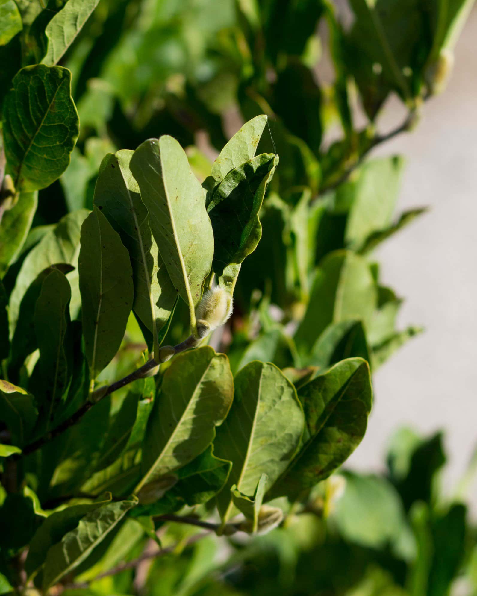 Centennial Blush Star Magnolia - Image 3