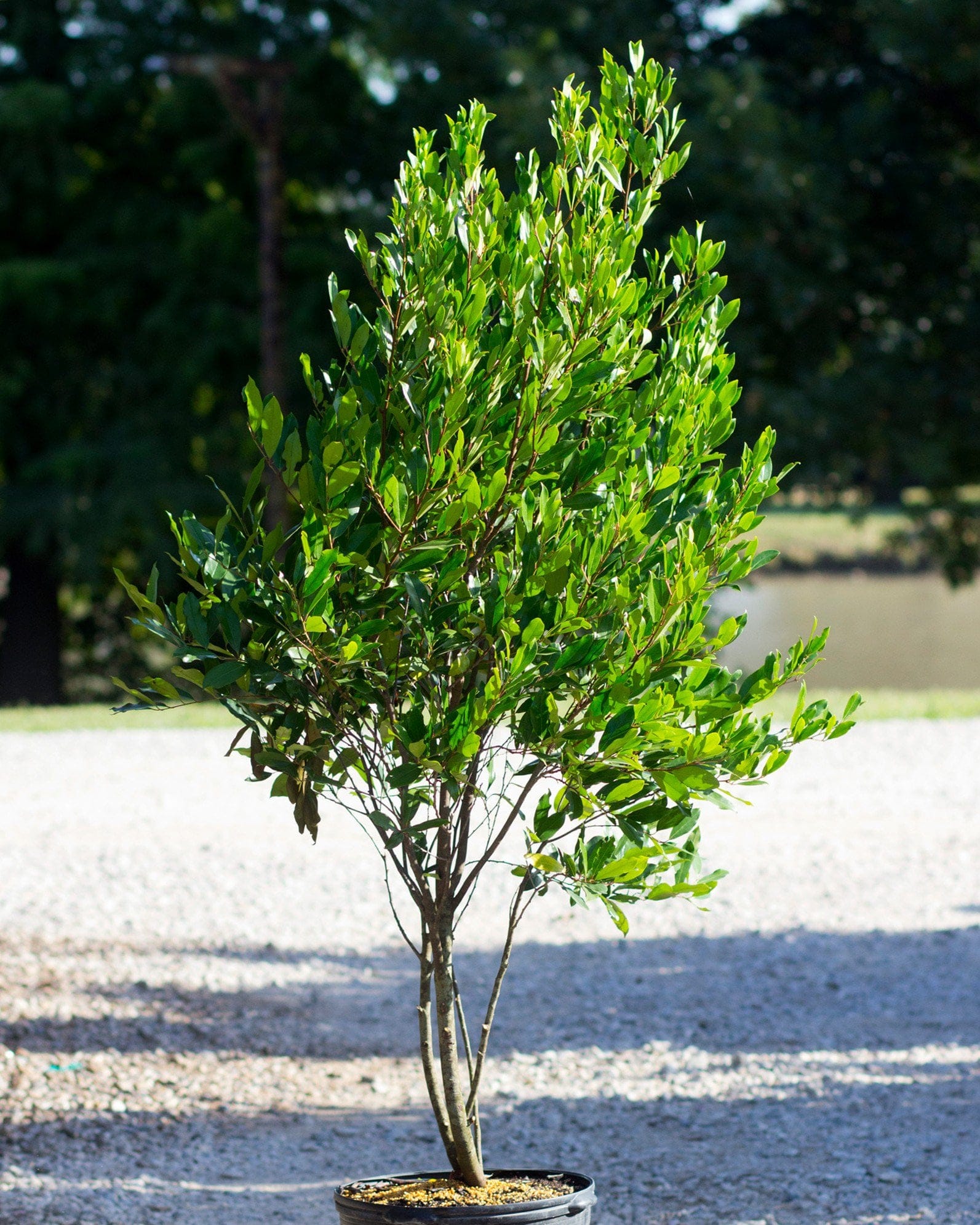 Cherry Laurel Compacta