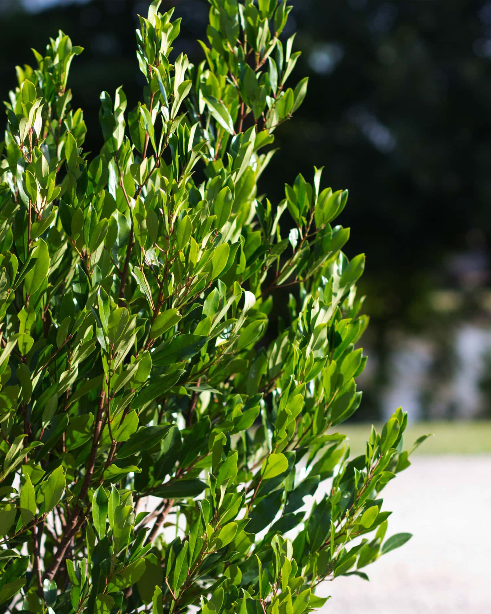 Cherry Laurel Compacta - Image 4