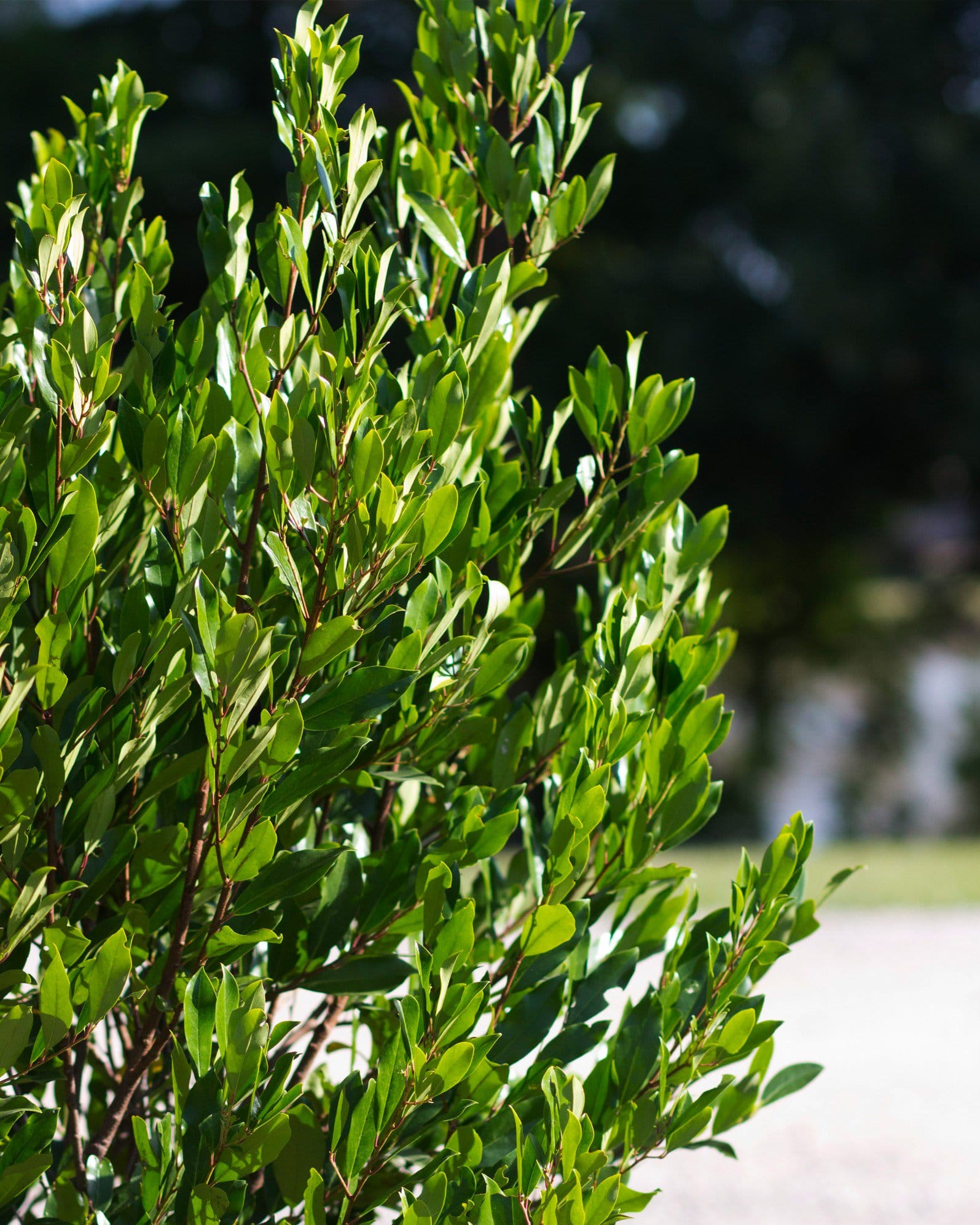 Cherry Laurel Compacta - view 2