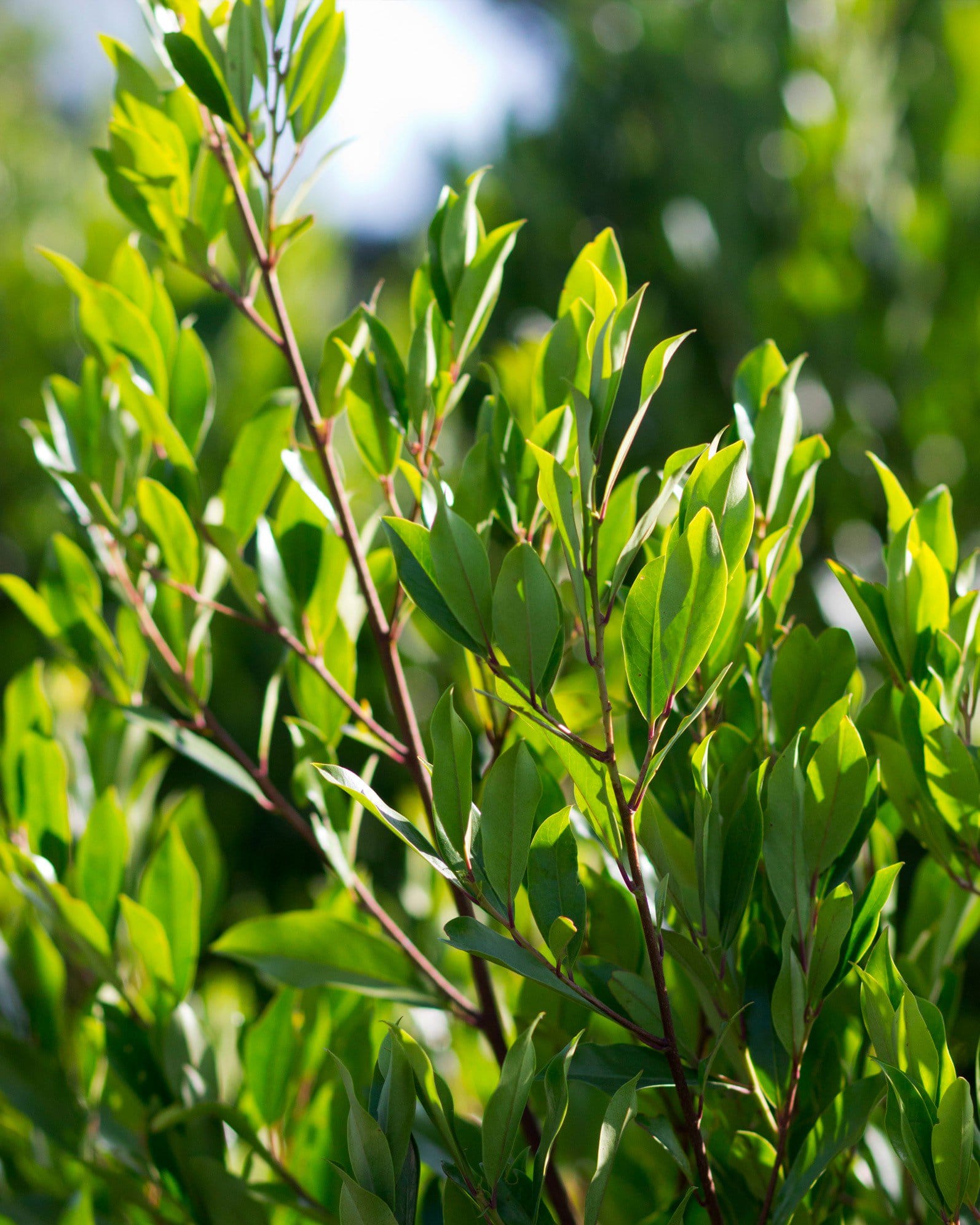 Cherry Laurel Compacta - view 3