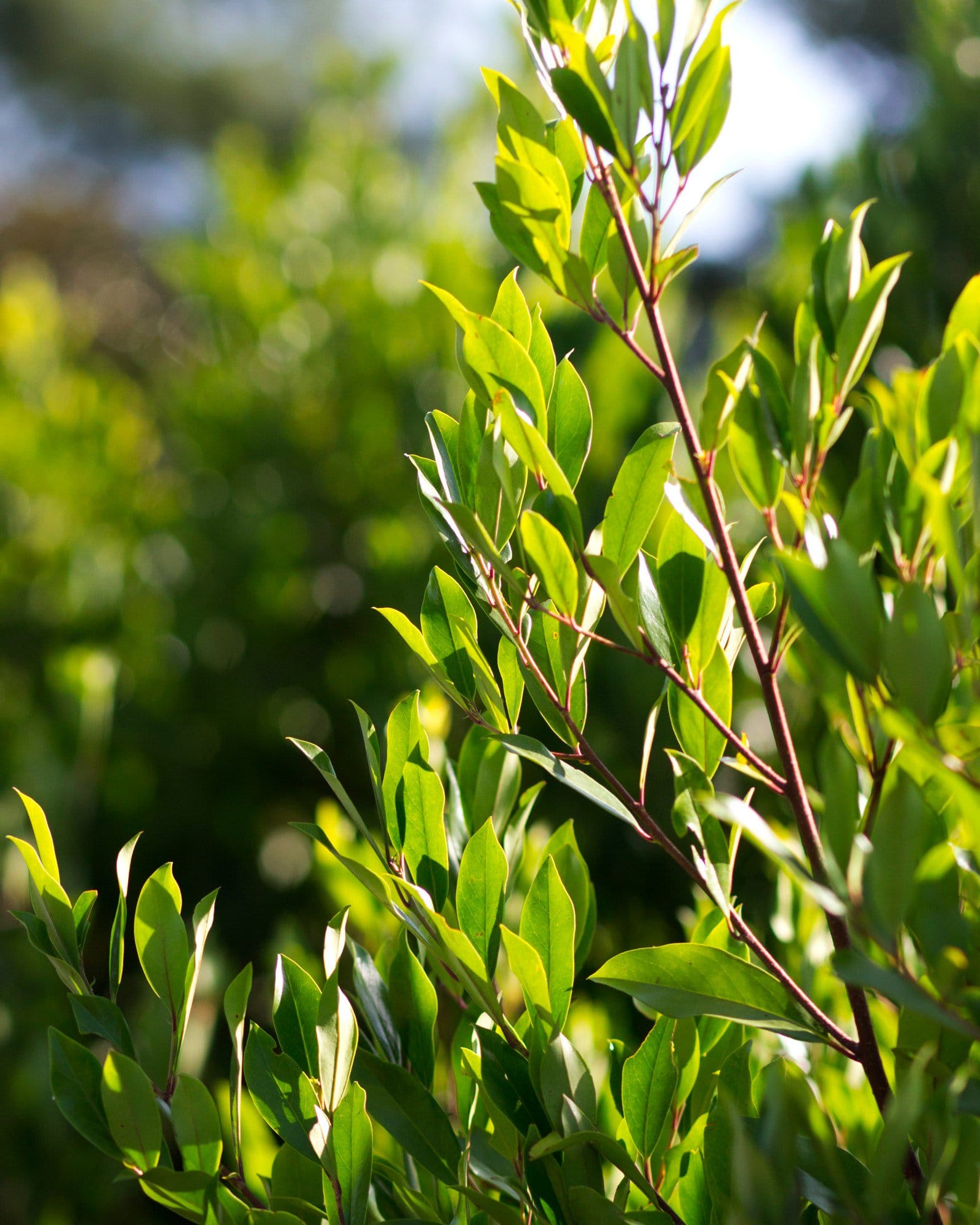 Cherry Laurel Compacta - view 4