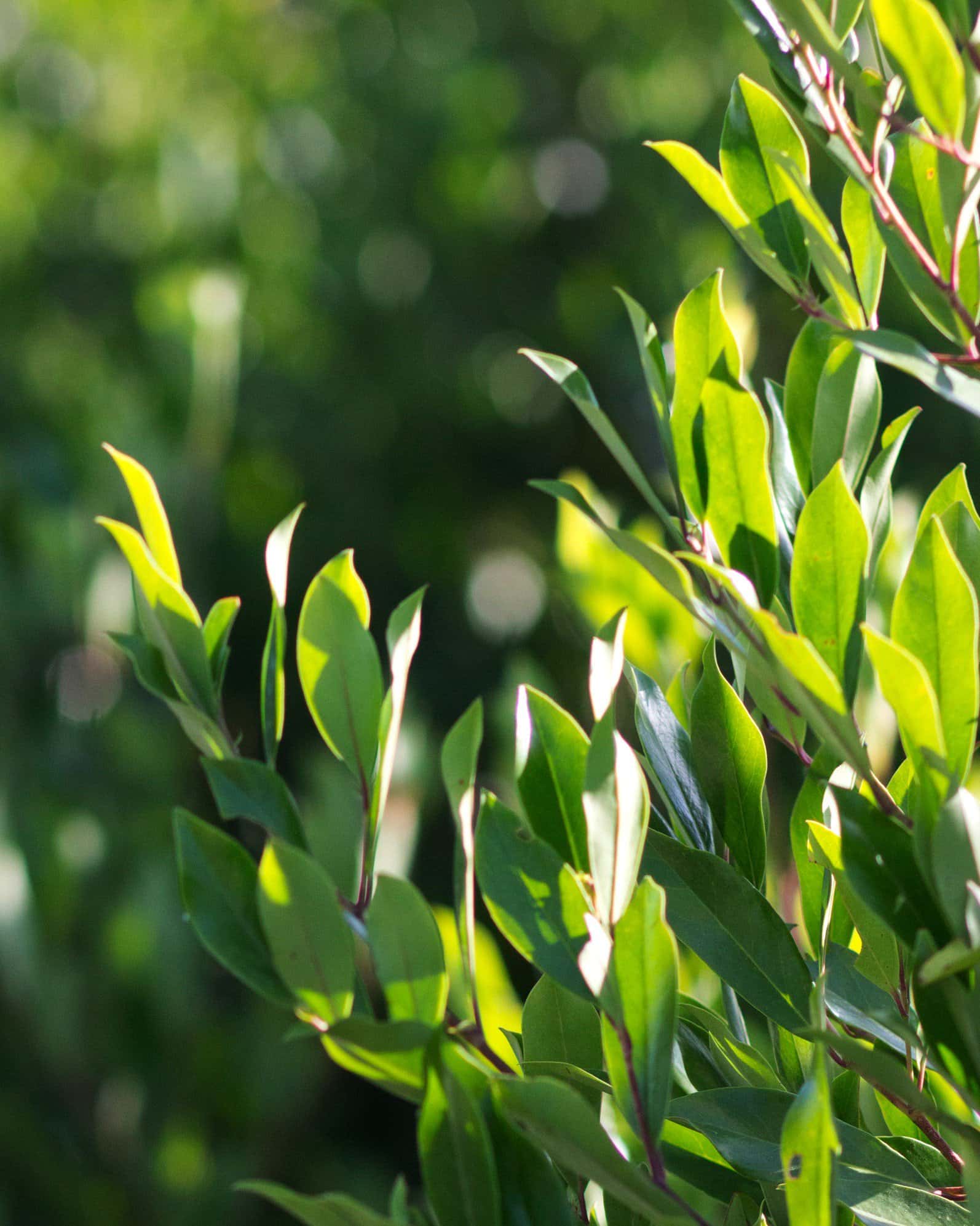 Cherry Laurel Compacta - Image 3