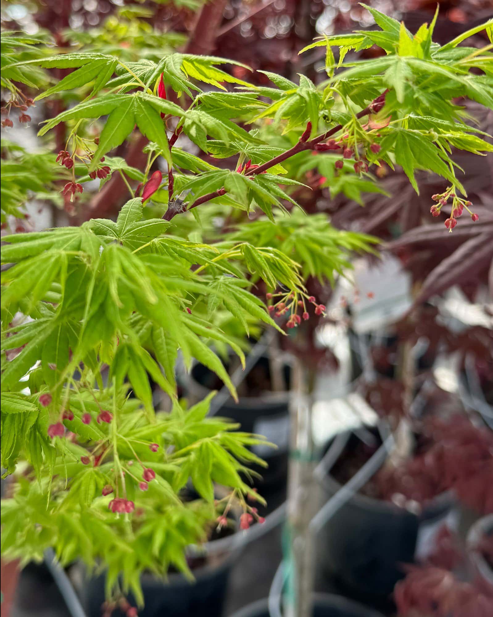 Coral Bark Japanese Maple - Main Image