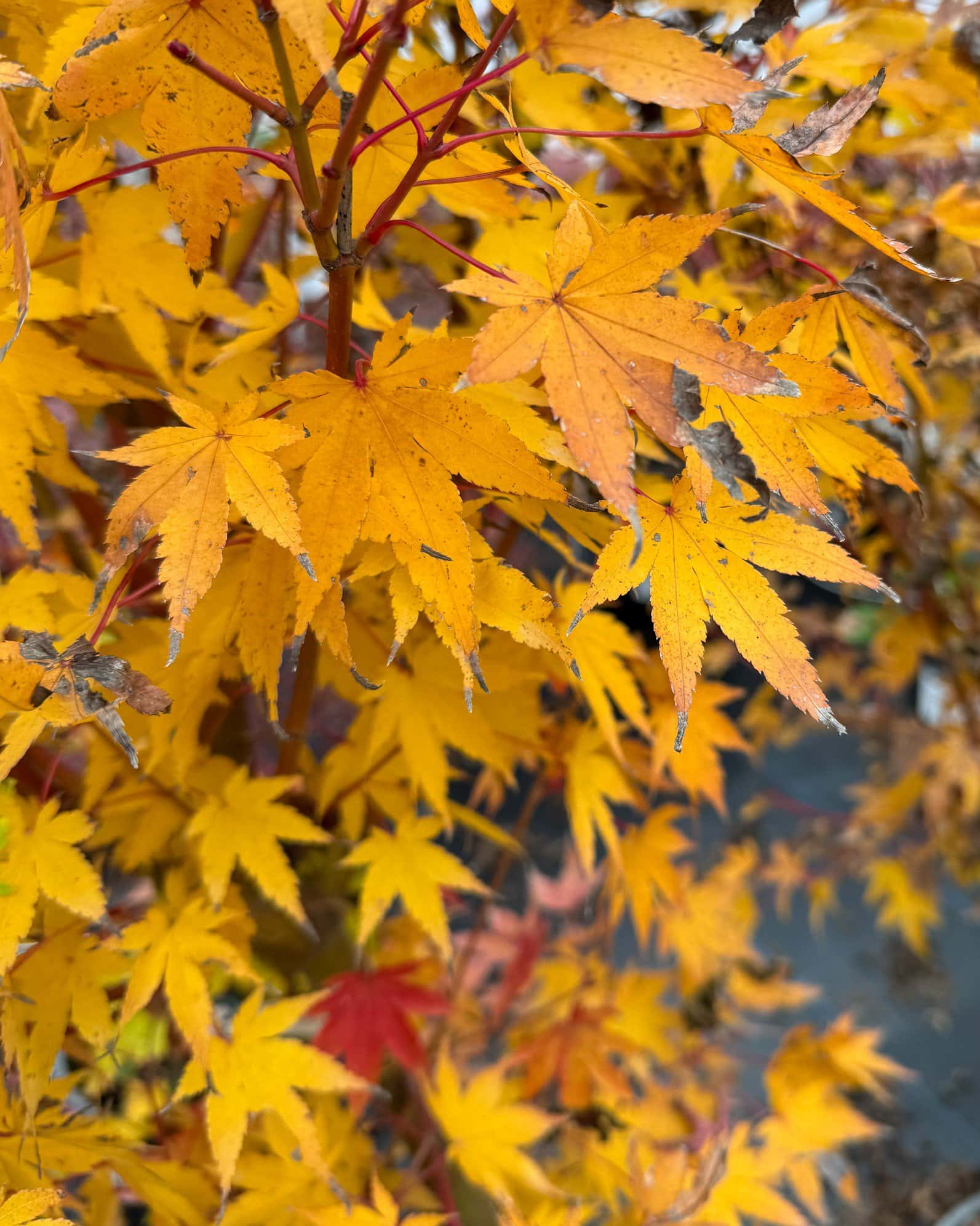 Coral Bark Japanese Maple - Image 1