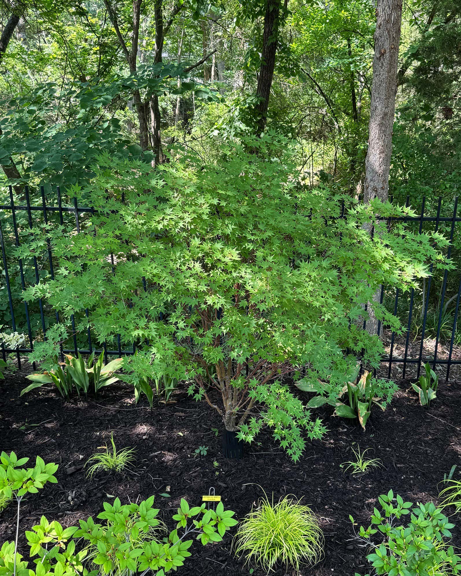 Coral Bark Japanese Maple - Image 3