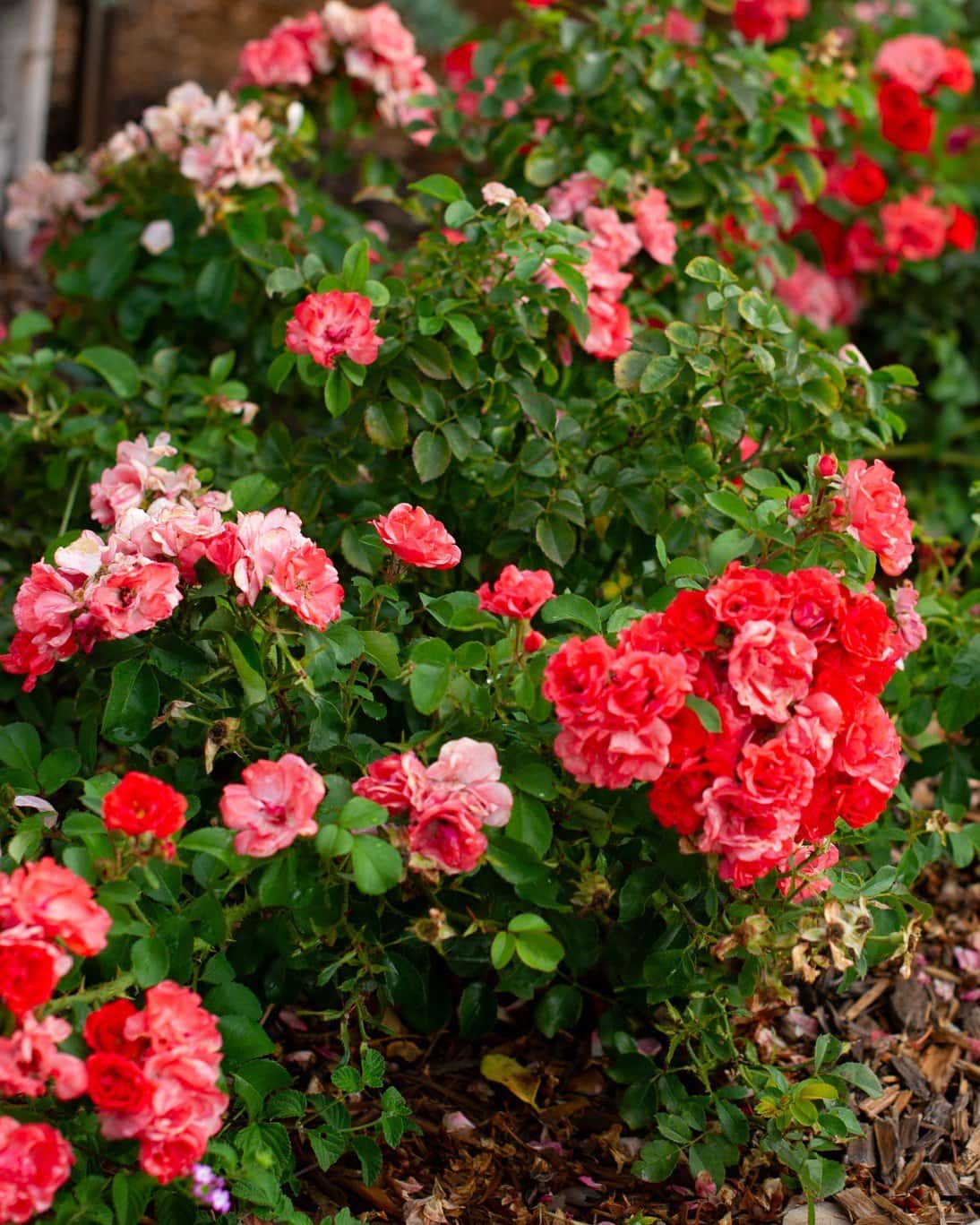 Coral Drift Rose - Main Image