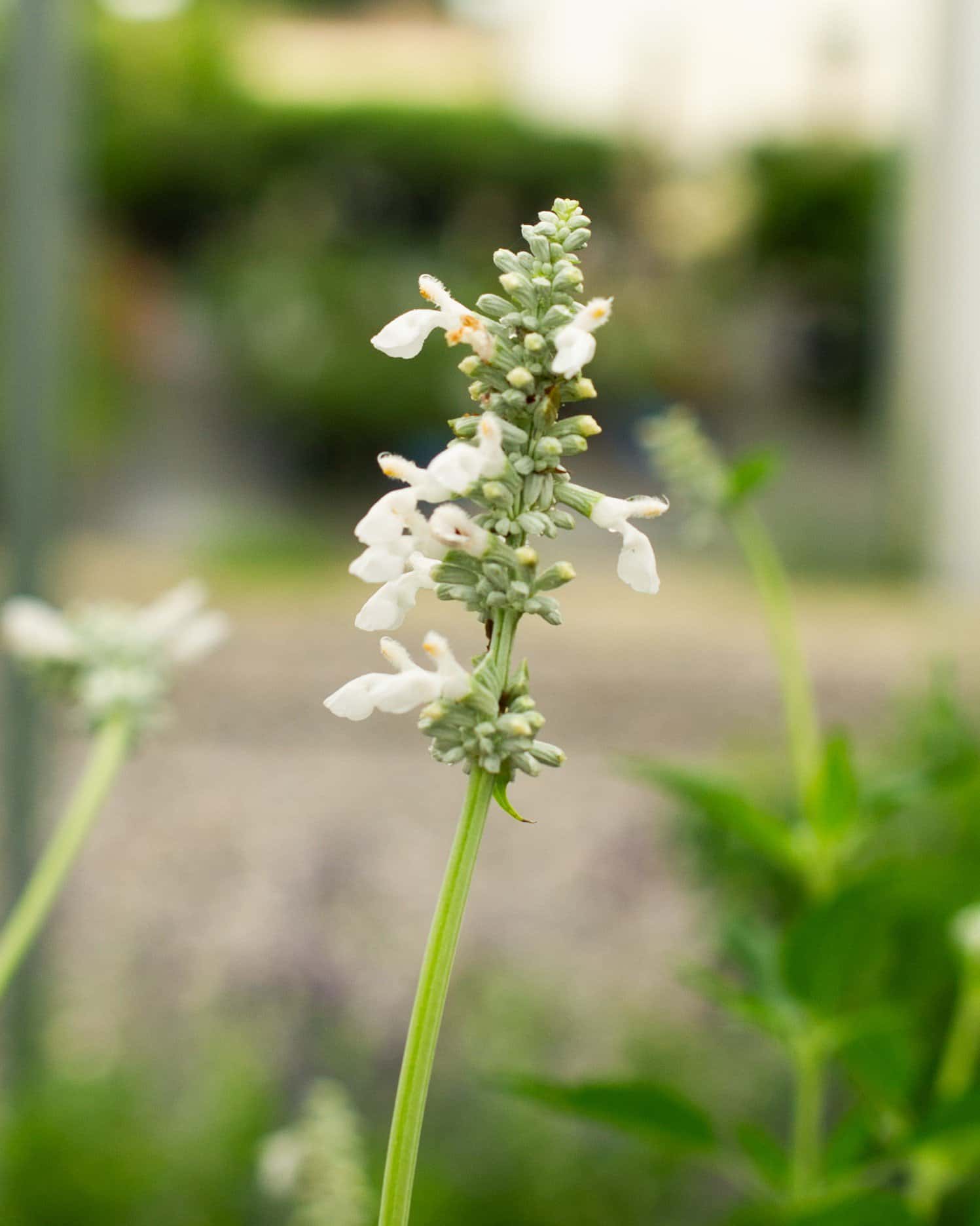 Augusta Duelberg Salvia - Main Image