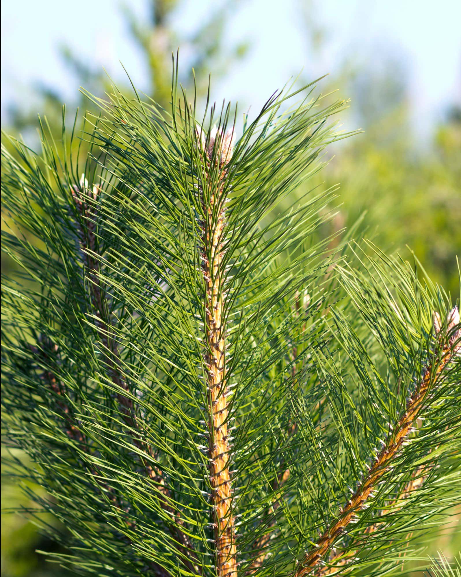 Austrian Pine - Image 6