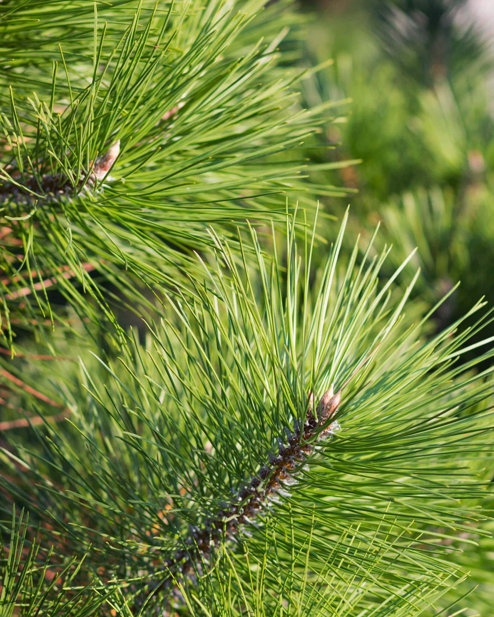 Austrian Pine - Image 7