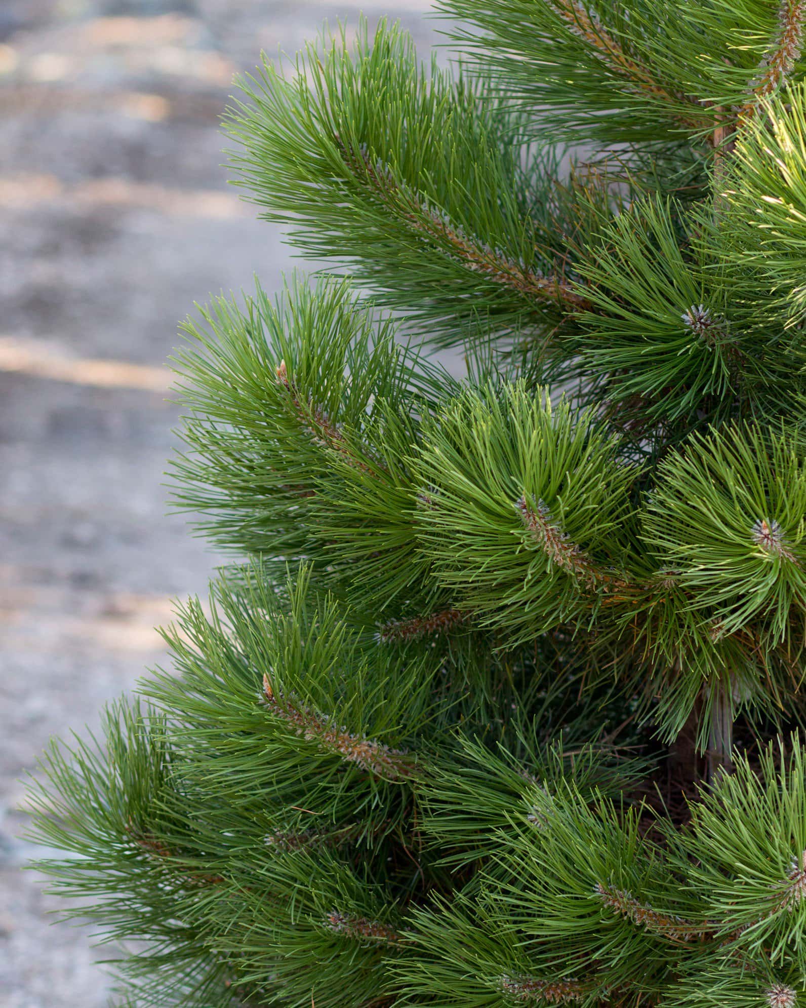 Austrian Pine - Image 2