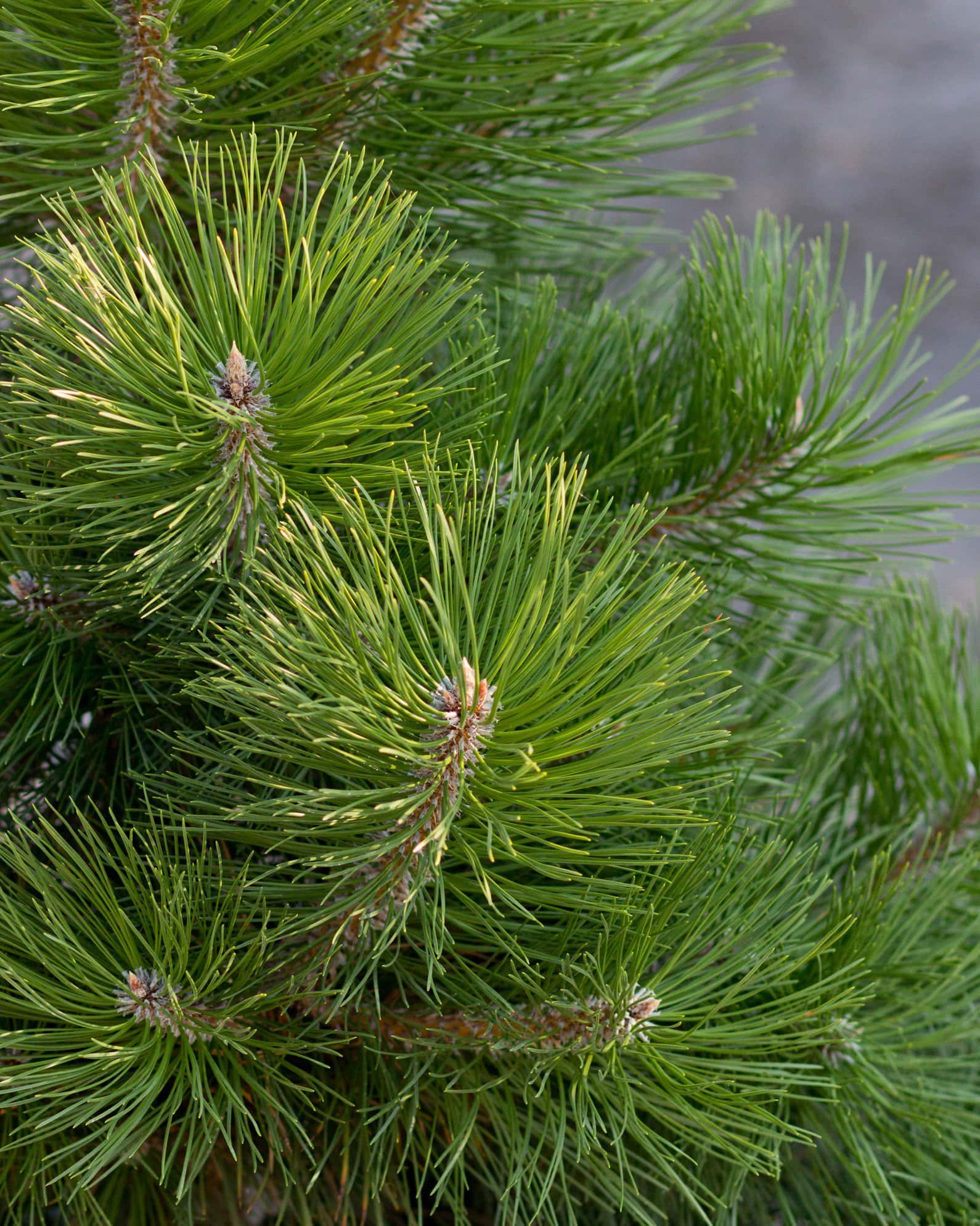 Austrian Pine - Image 4