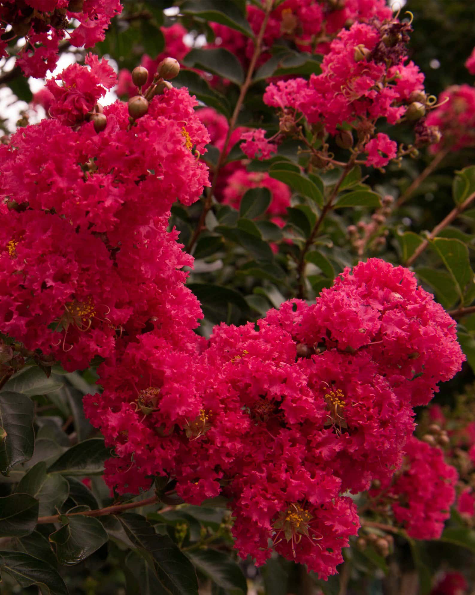 Centennial Spirit Crape Myrtle - Main Image