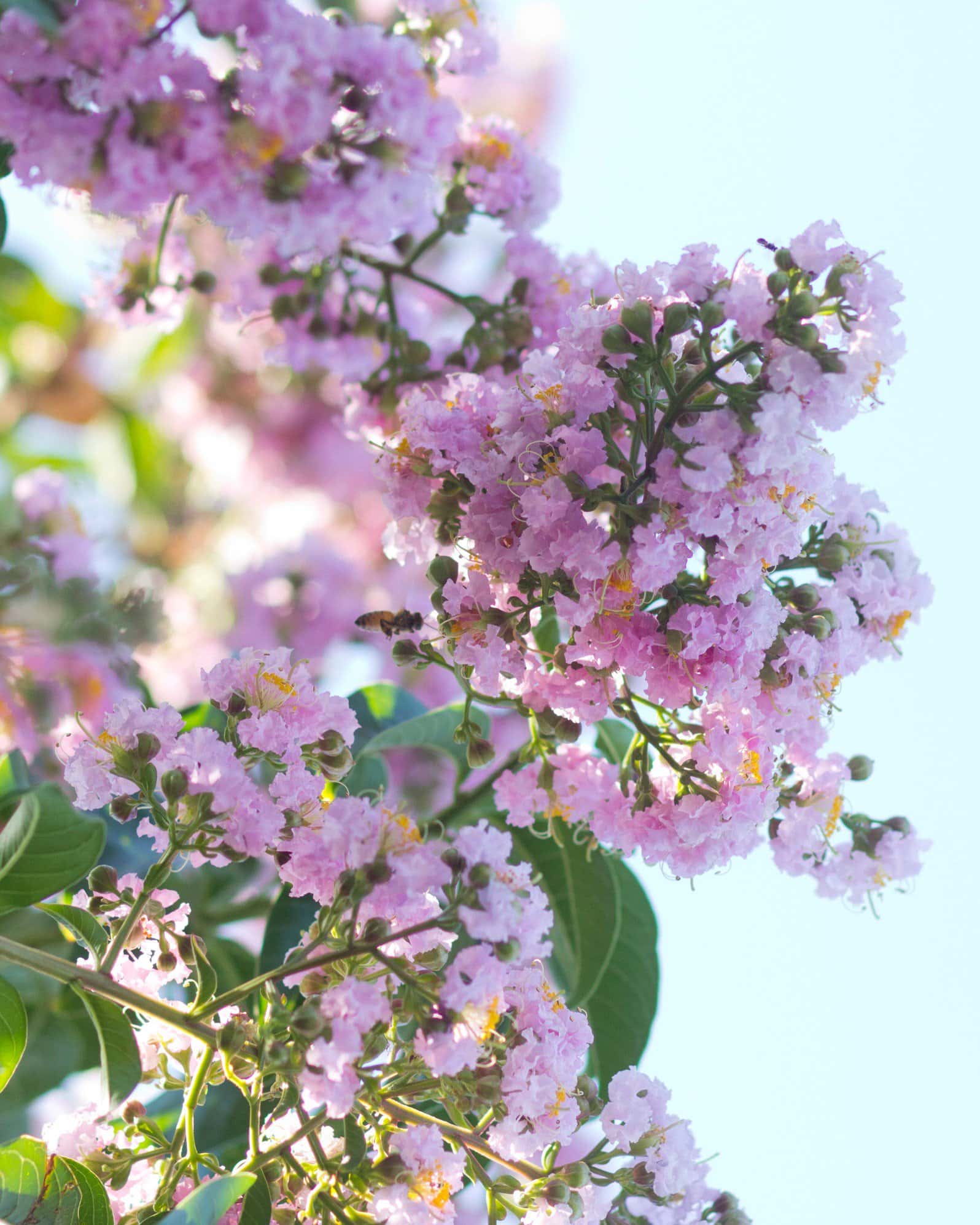 Biloxi Crape Myrtle - Image 7