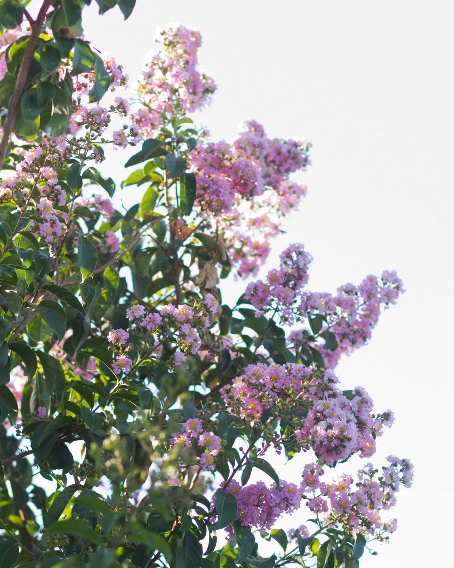 Biloxi Crape Myrtle - Image 6
