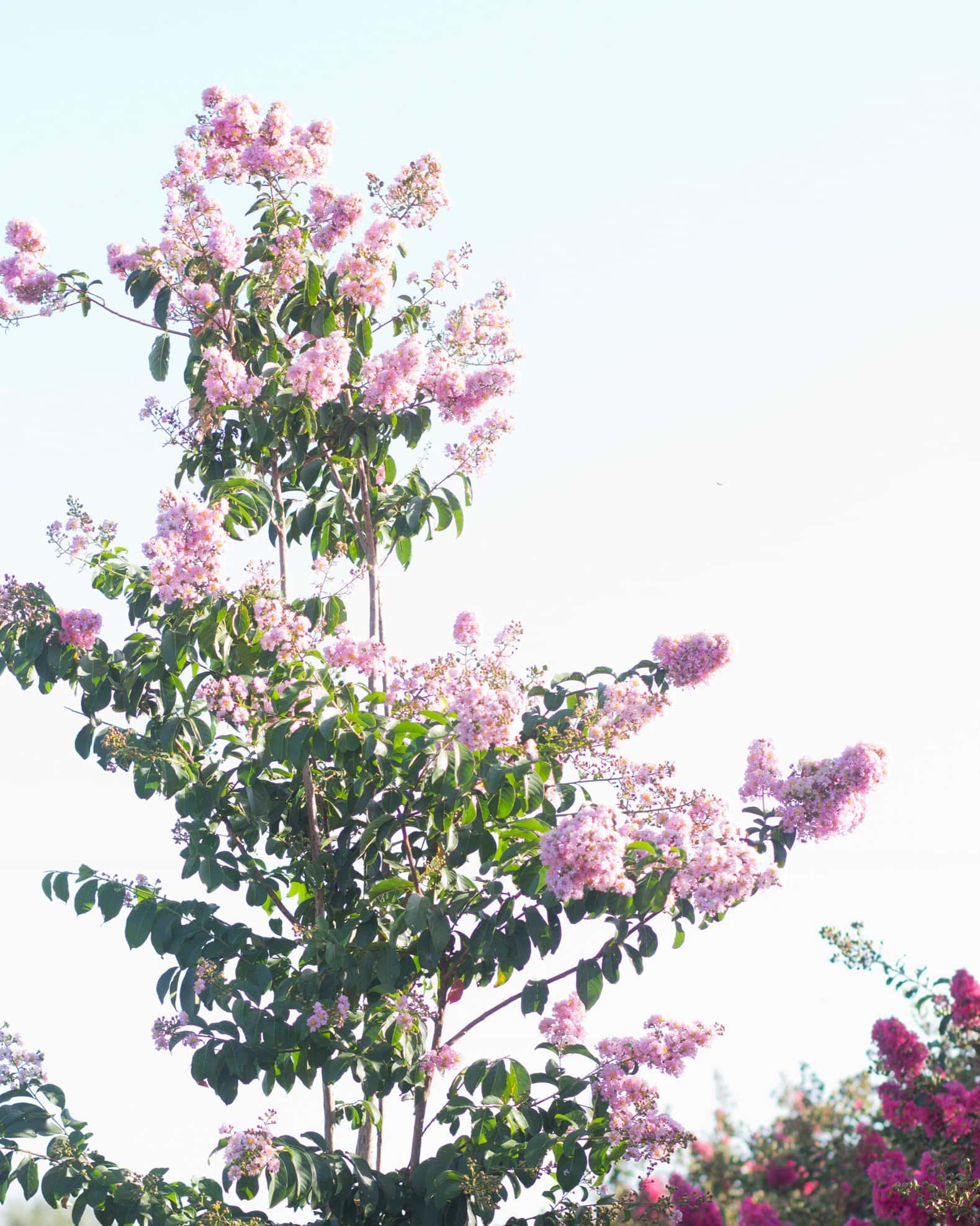 Biloxi Crape Myrtle - Image 2