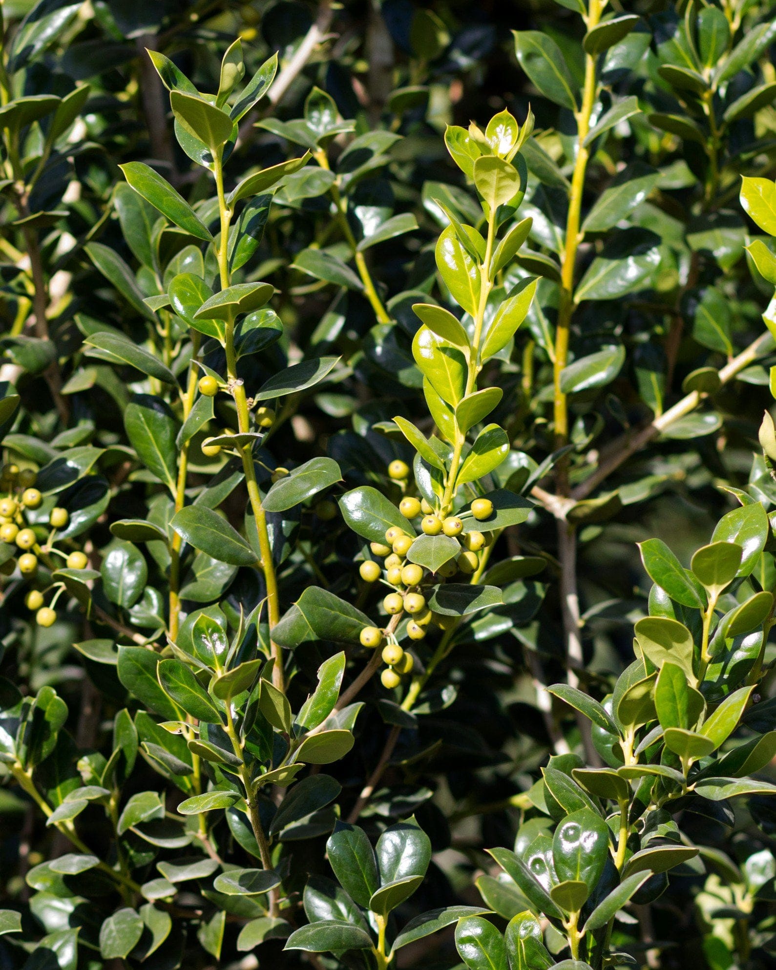 Burford Holly Tree Form - view 3
