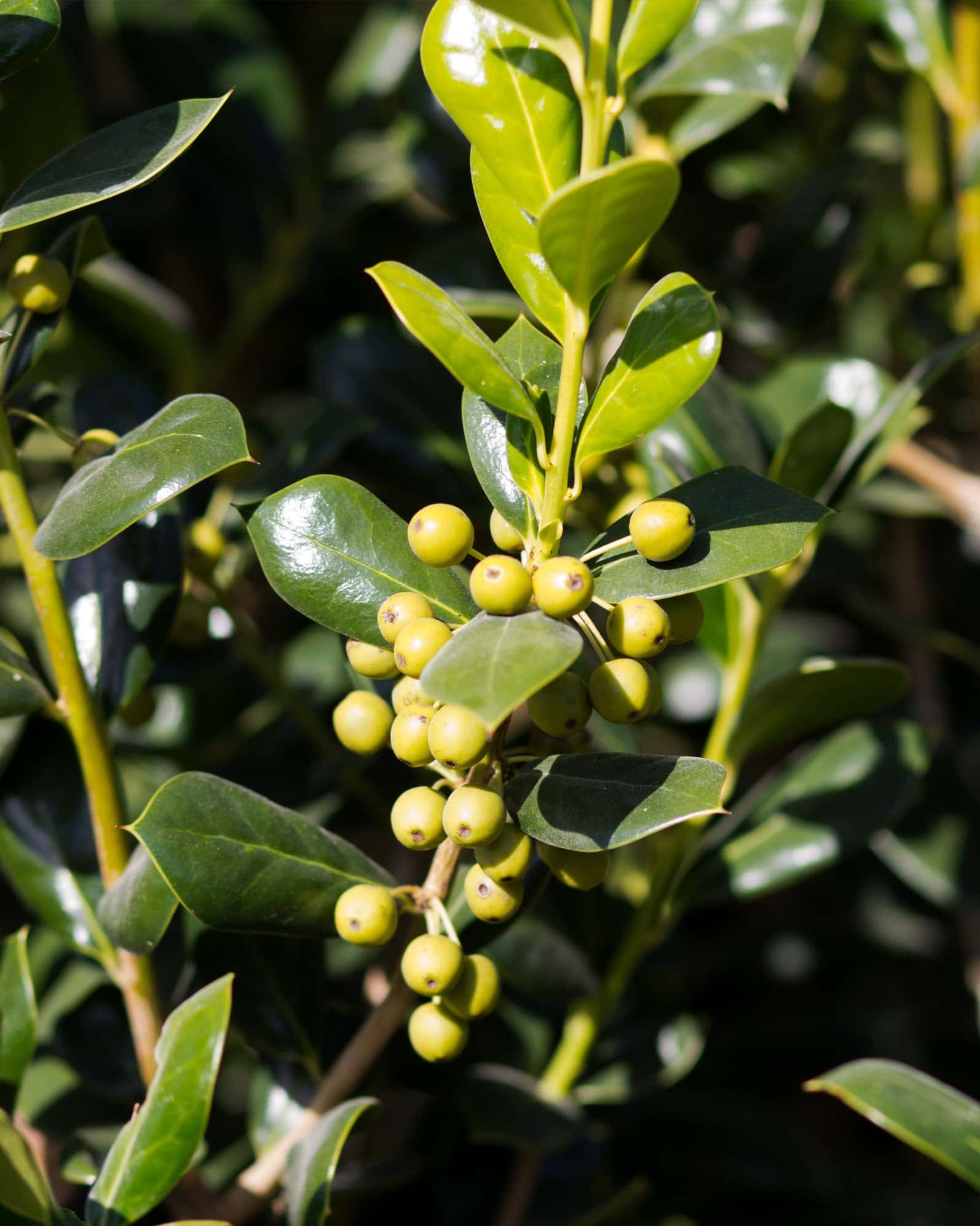 Burford Holly Tree Form - Image 3