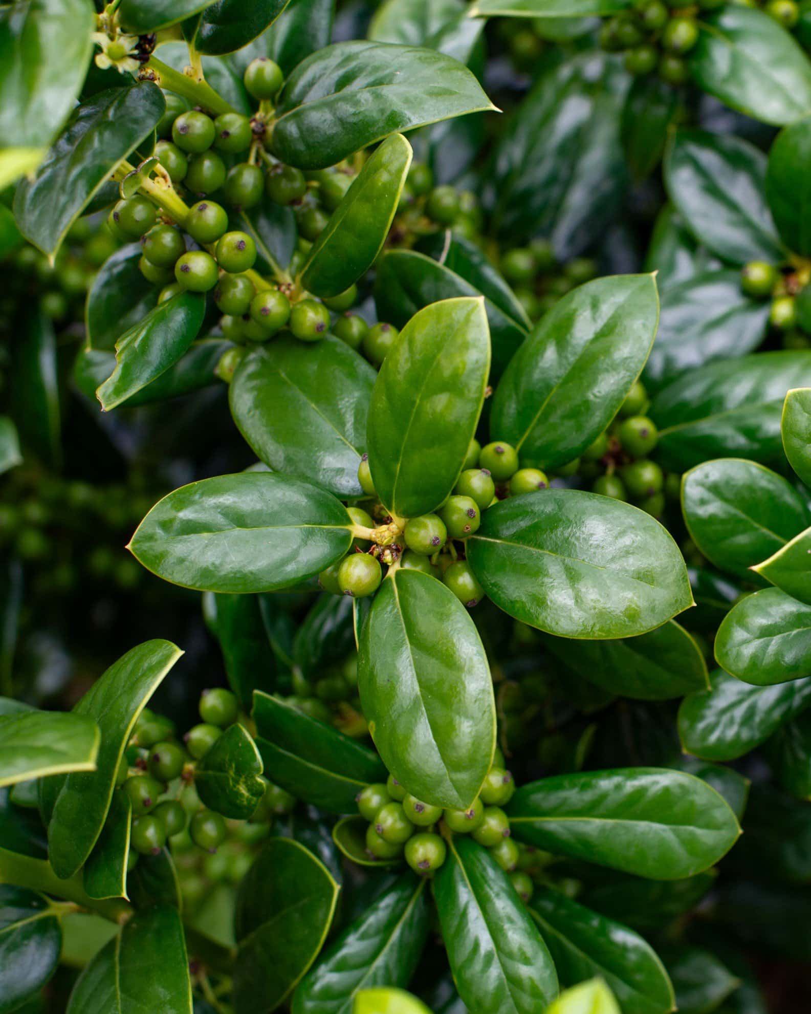 Burford Holly Tree Form - Image 4