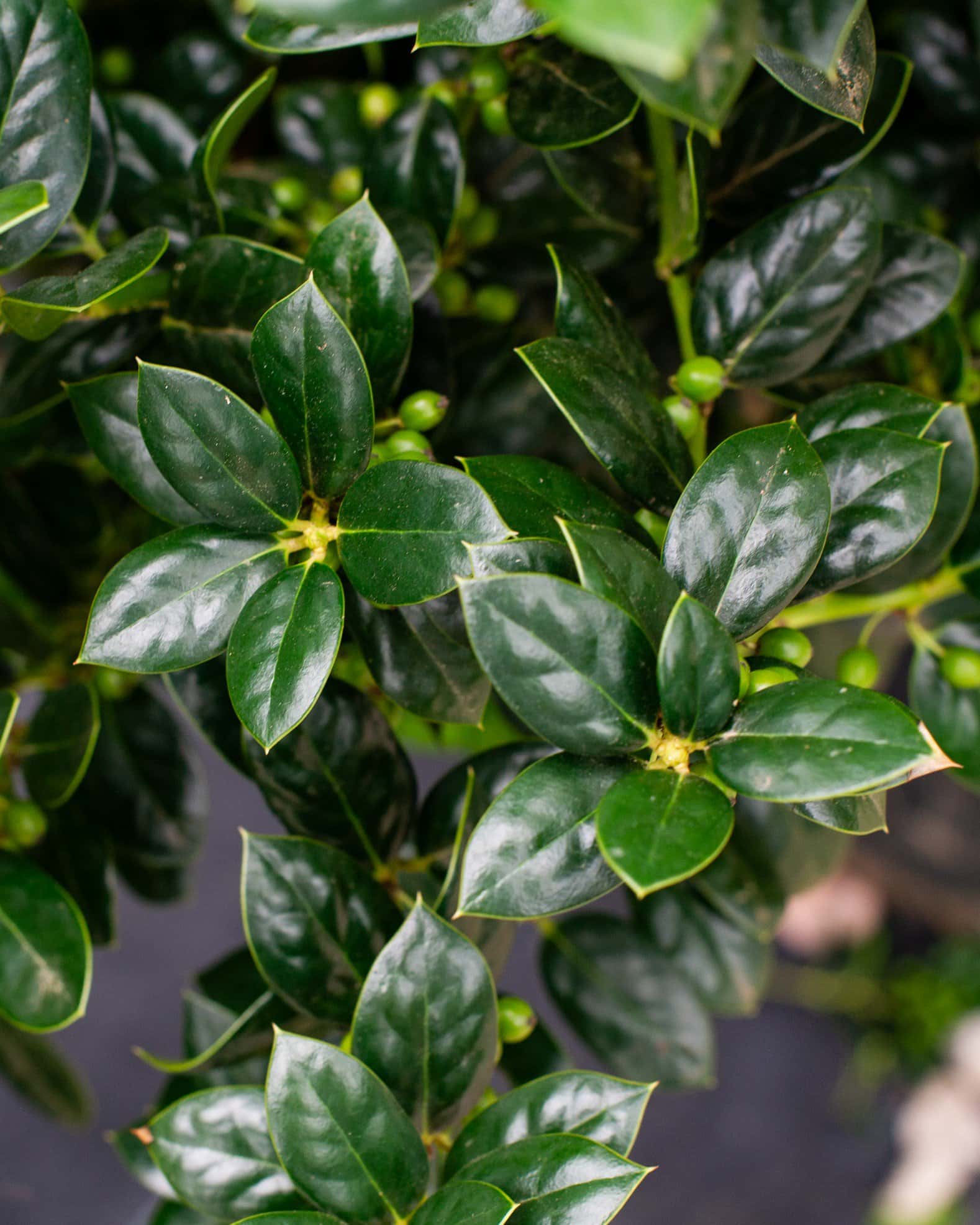 Burford Holly Tree Form - Image 7