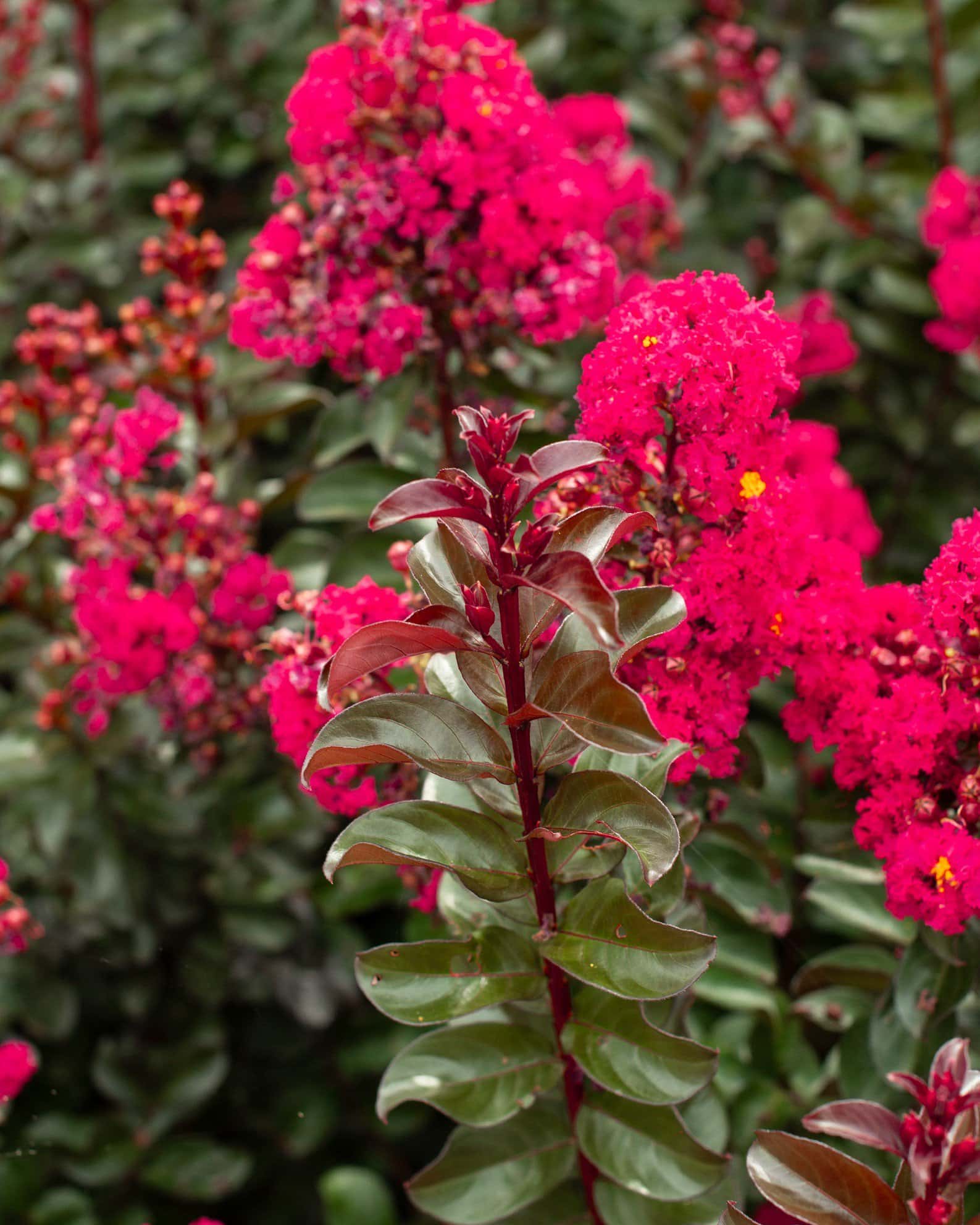 Cherry Mocha Crape Myrtle - Main Image