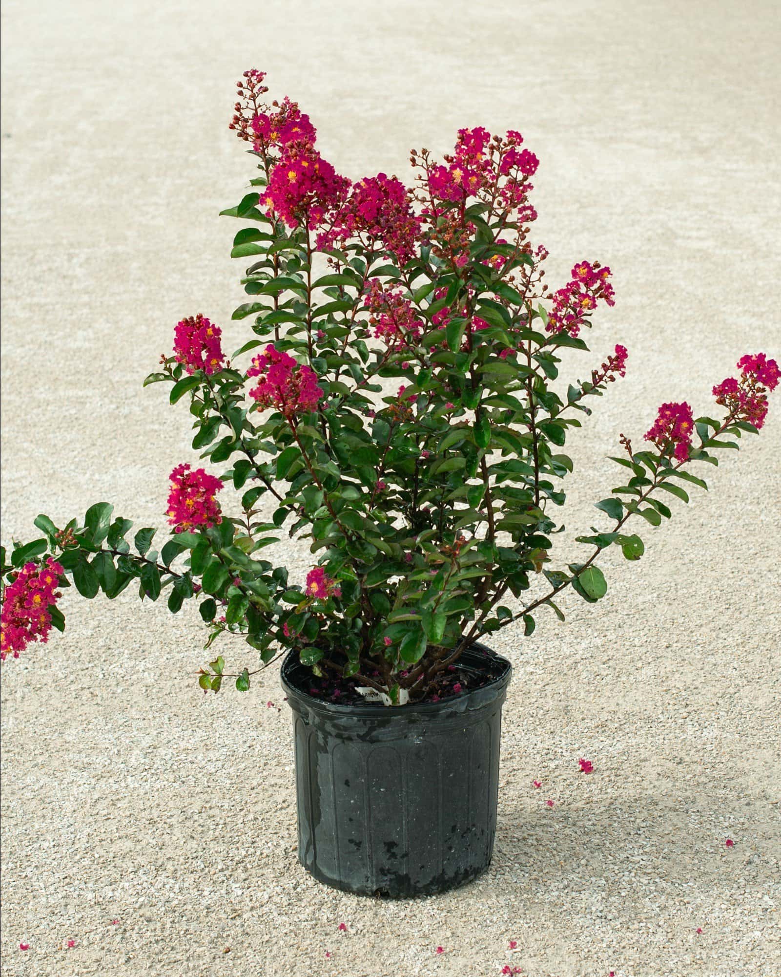 Cherry Mocha Crape Myrtle - Image 4