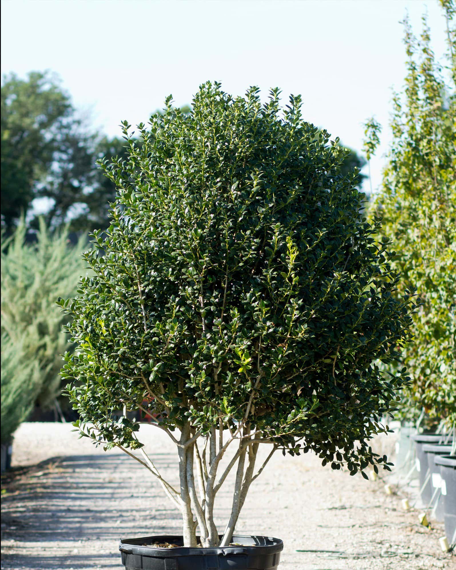 Burford Holly Tree Form - Image 5