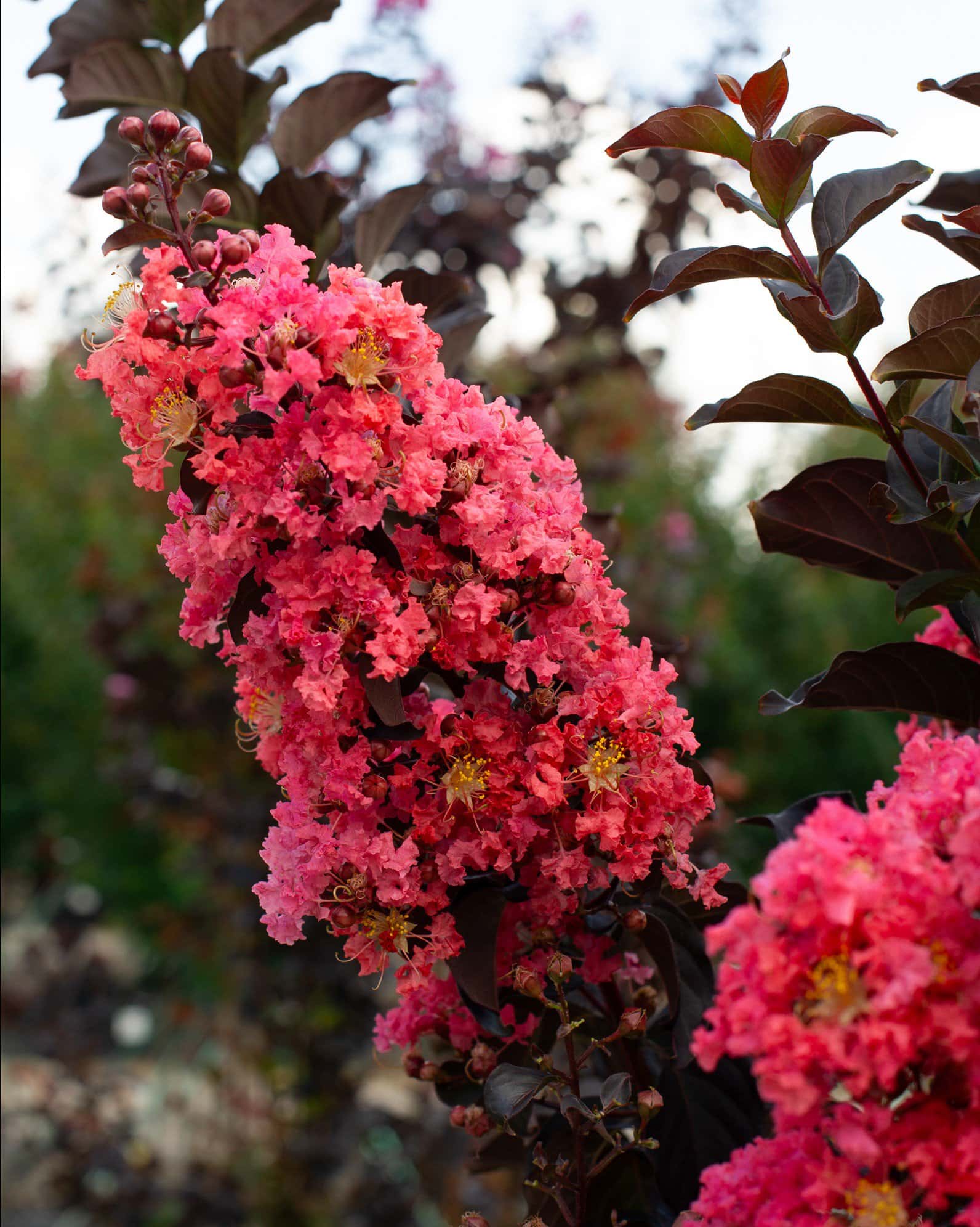 Coral Bloom Crape Myrtle - Main Image