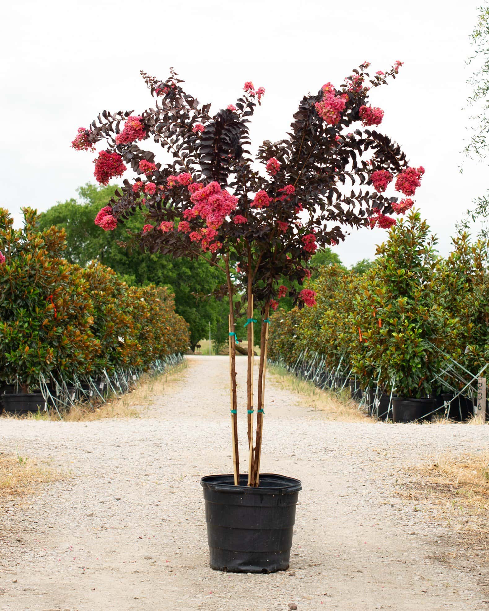 Coral Bloom Crape Myrtle - Image 7