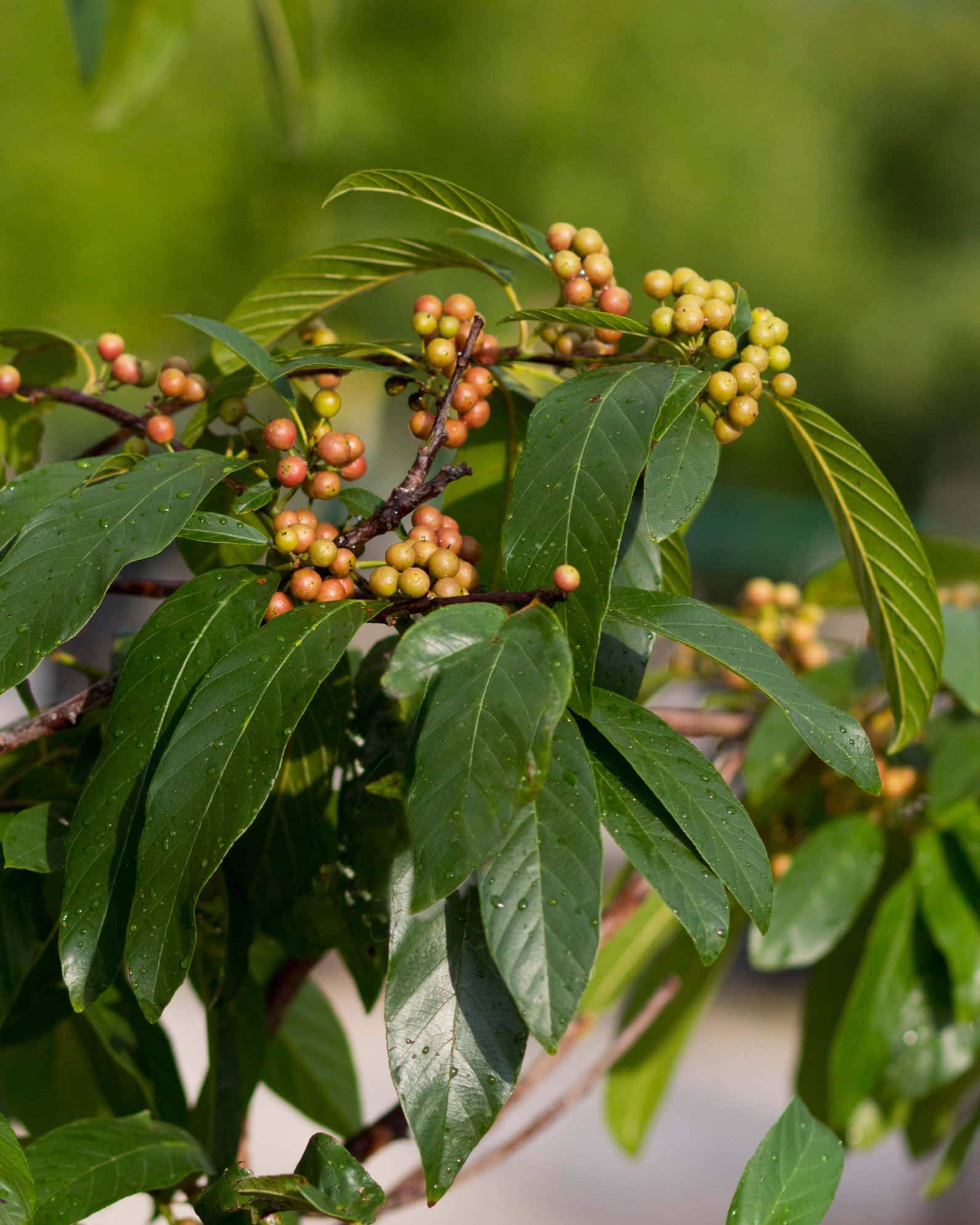 Carolina Buckthorn - Main Image