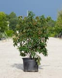 Carolina Buckthorn thumbnail 2