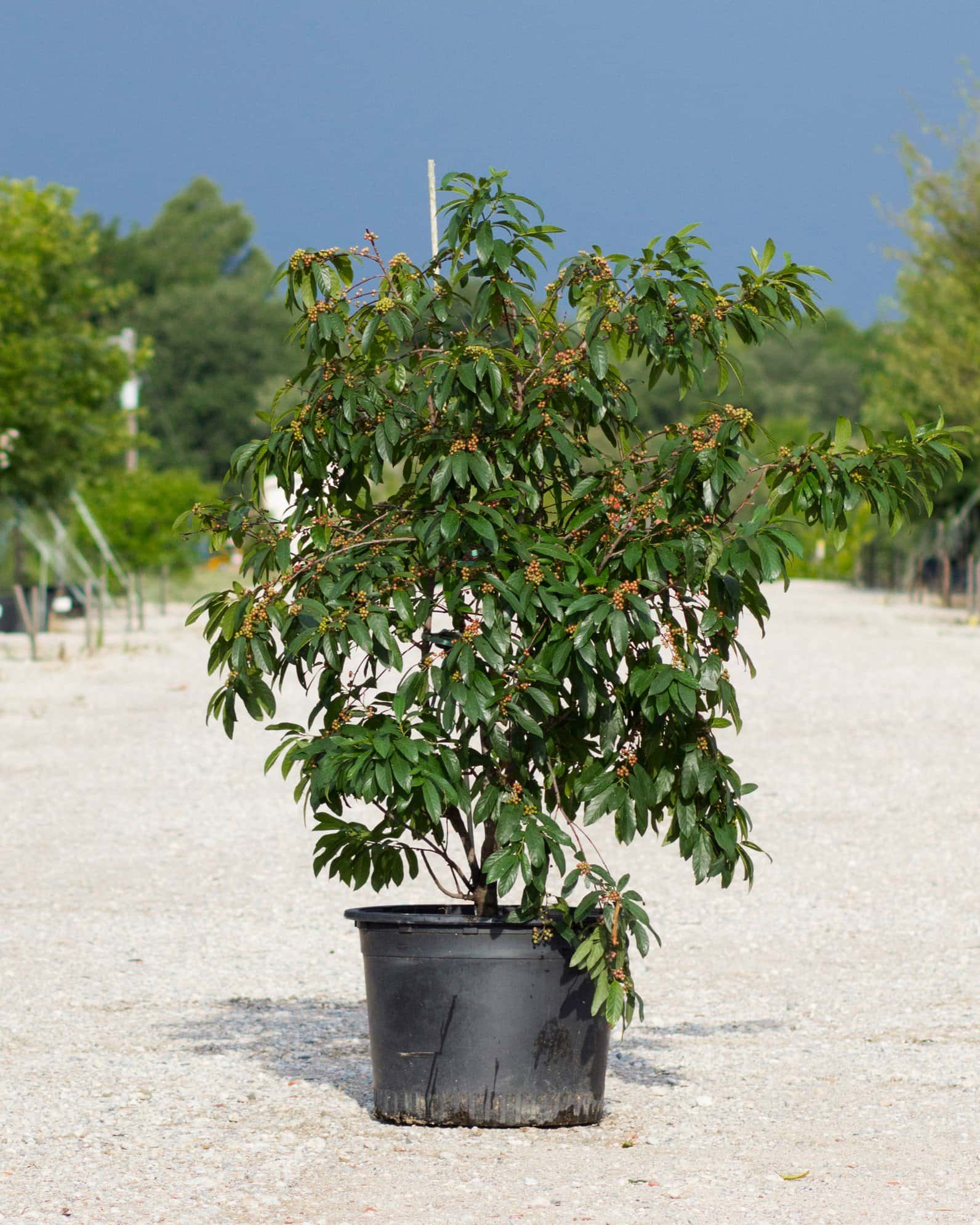 Carolina Buckthorn - Image 1