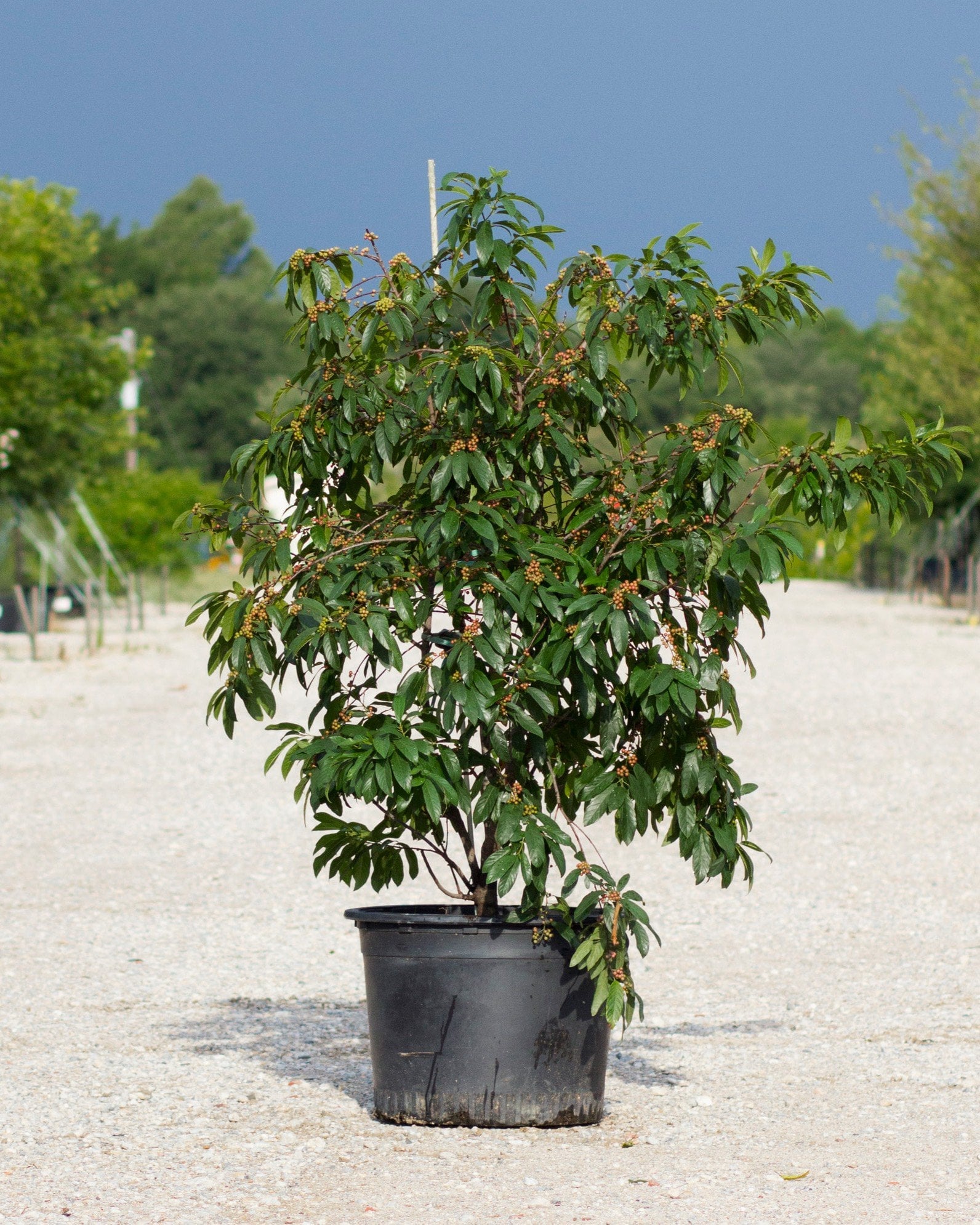 Carolina Buckthorn - Image 1