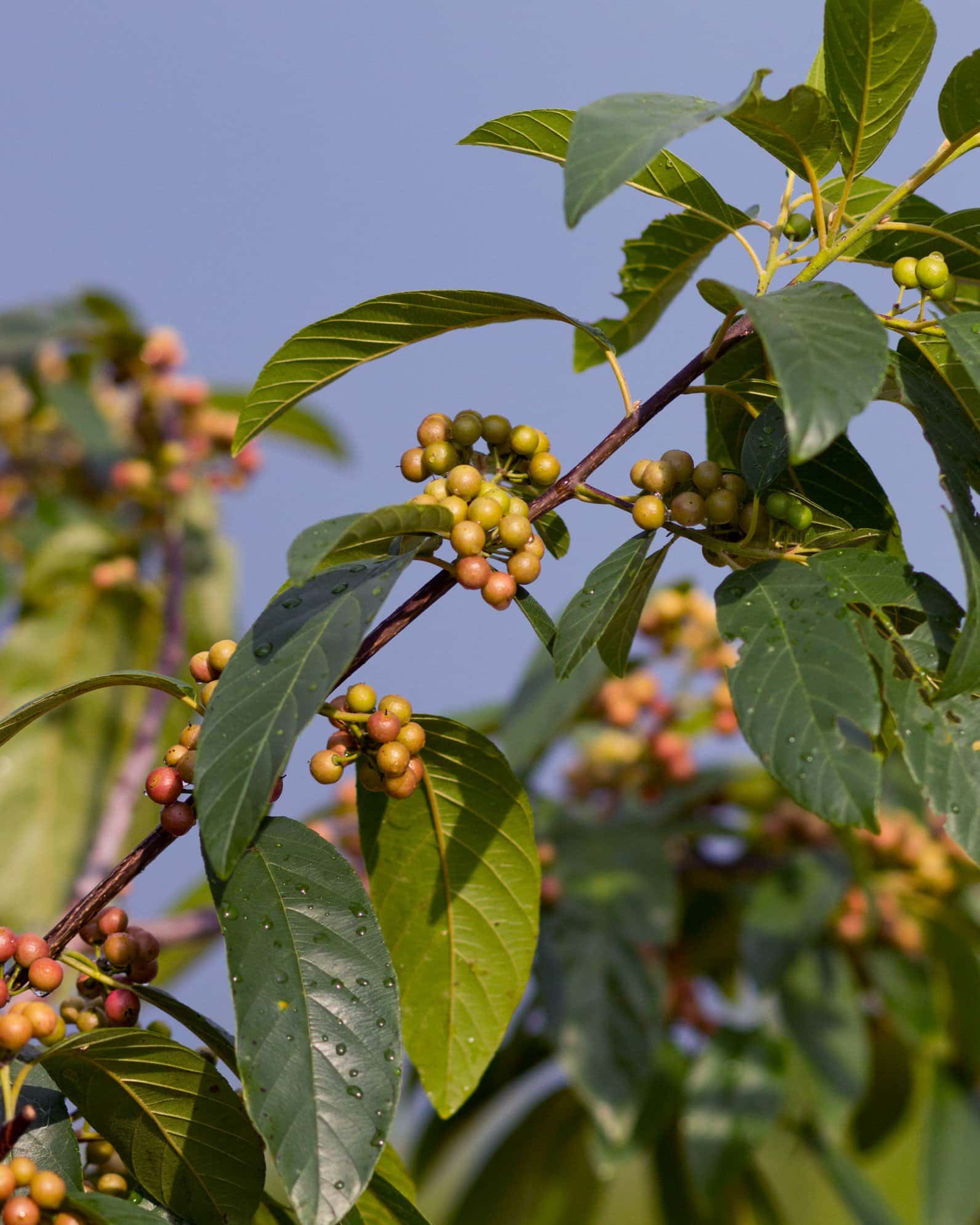 Carolina Buckthorn - Image 2