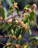 Carolina Buckthorn thumbnail 5