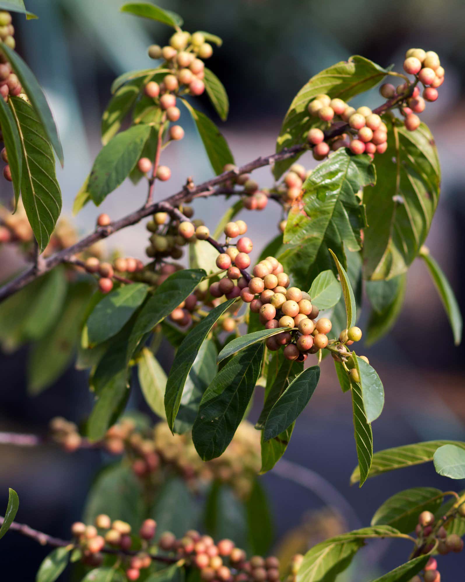 Carolina Buckthorn - Image 4