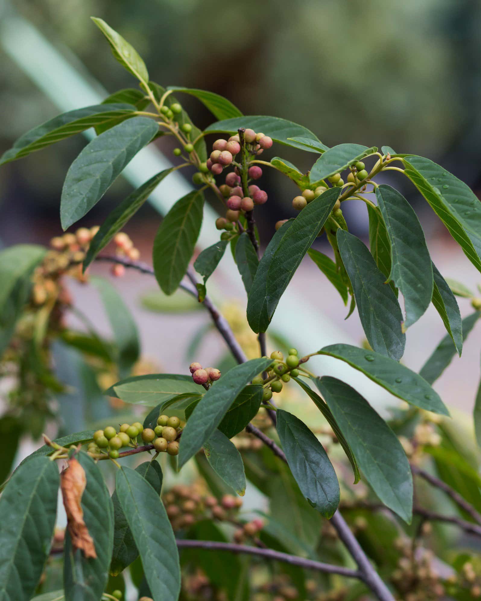 Carolina Buckthorn - Image 6