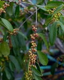 Carolina Buckthorn thumbnail 8