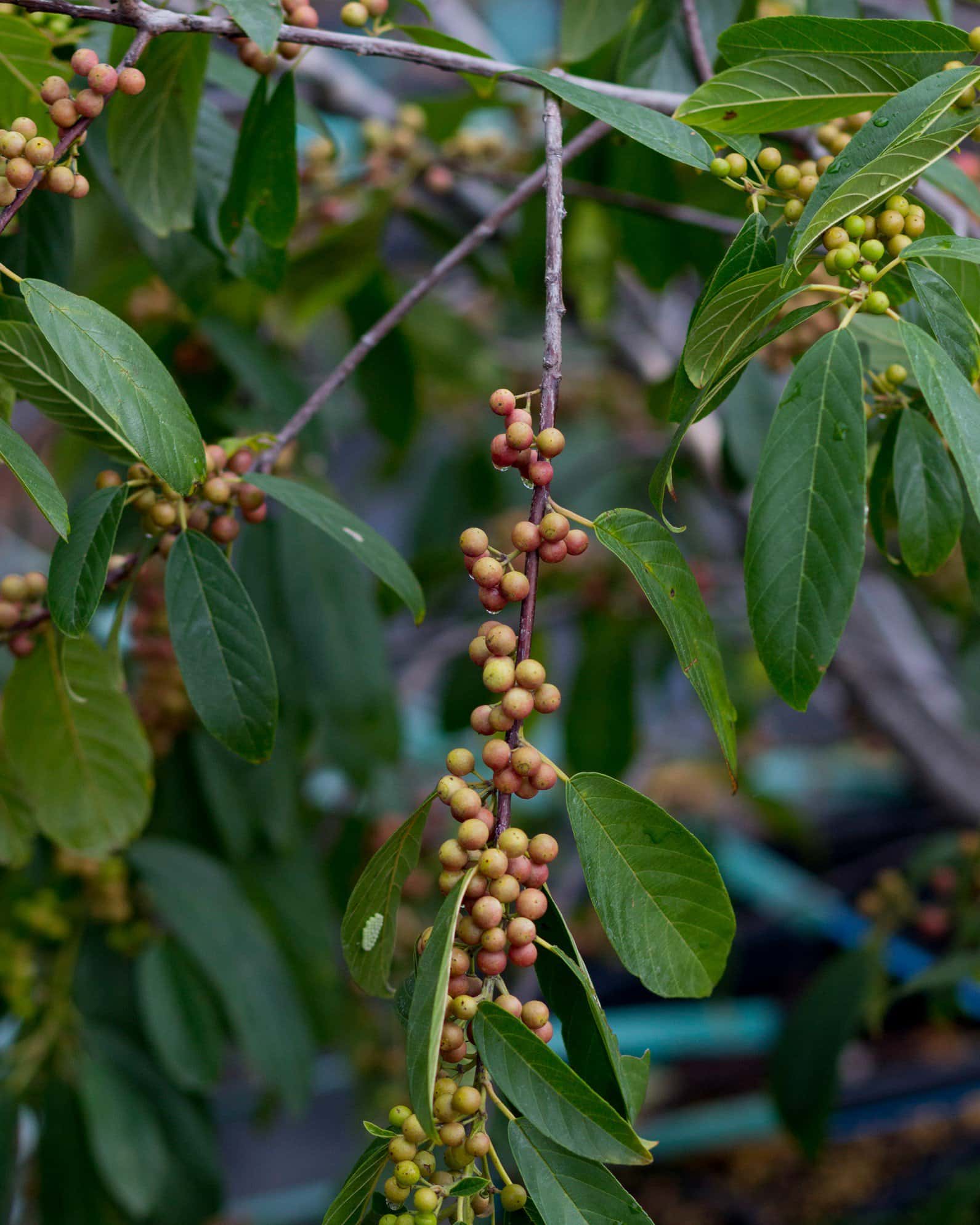 Carolina Buckthorn - Image 7