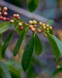 Carolina Buckthorn thumbnail 4