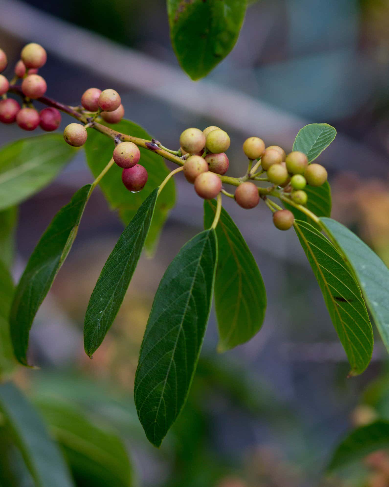 Carolina Buckthorn - Image 3