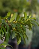 Carolina Buckthorn thumbnail 6