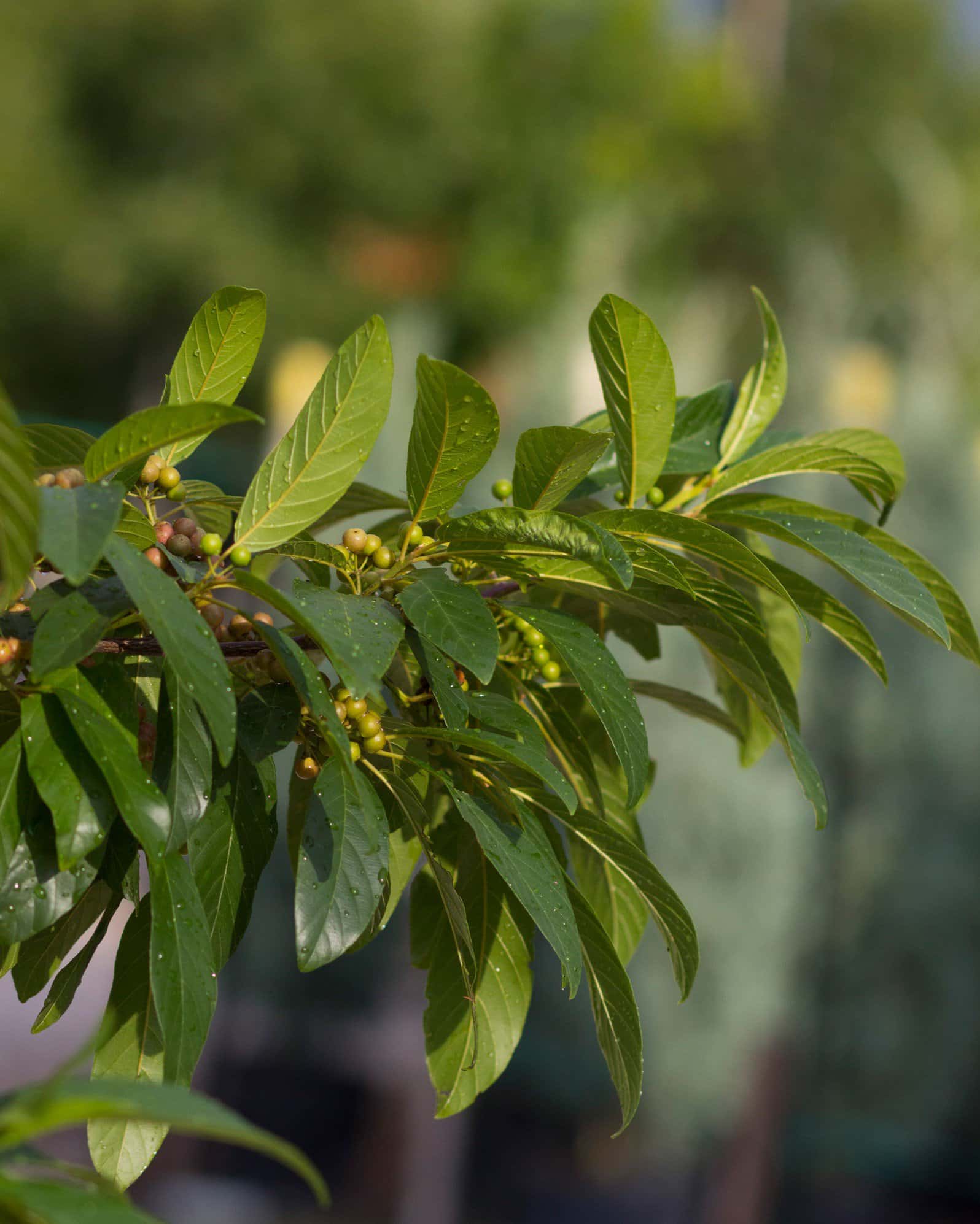 Carolina Buckthorn - Image 5