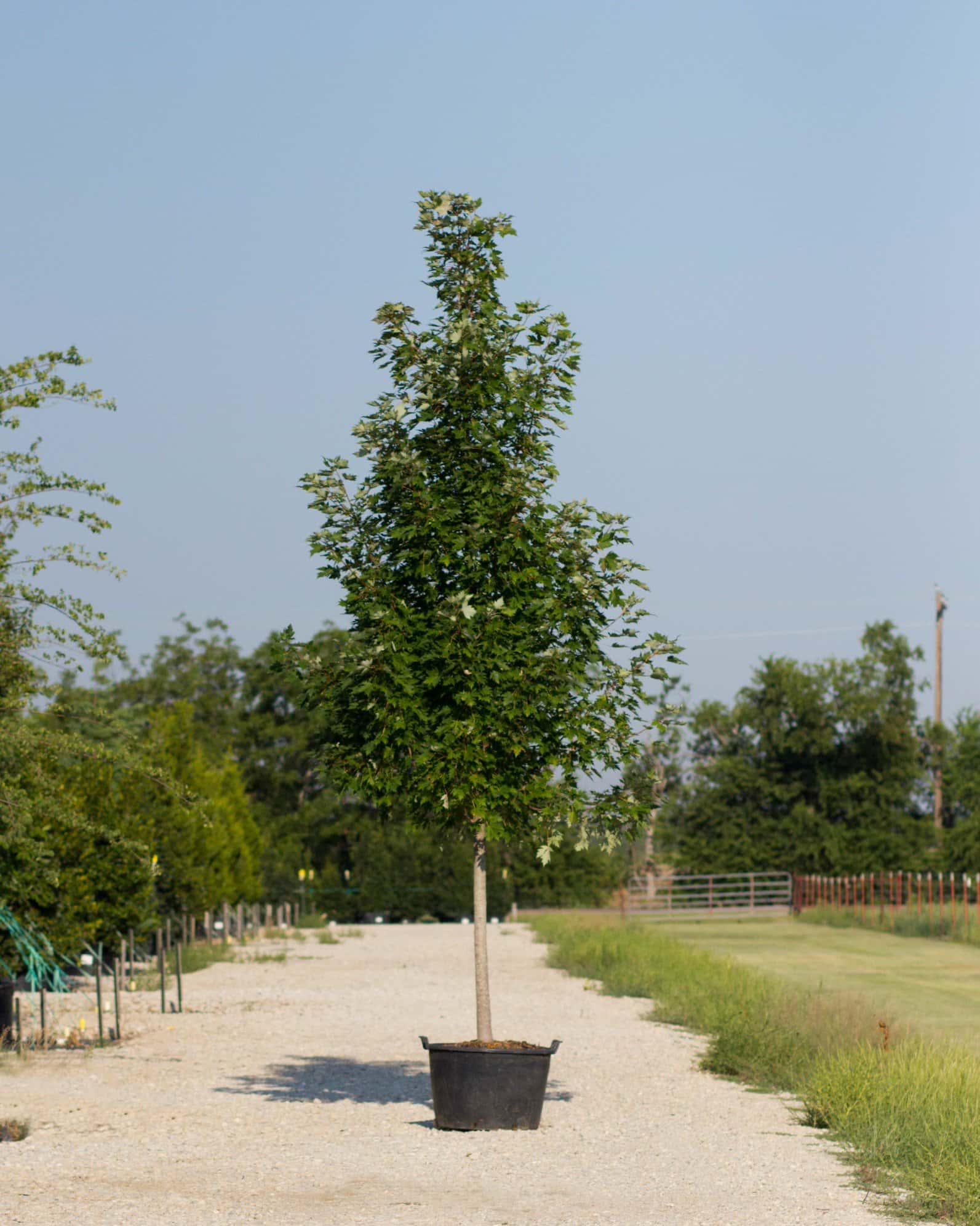 Celebration Maple - Main Image