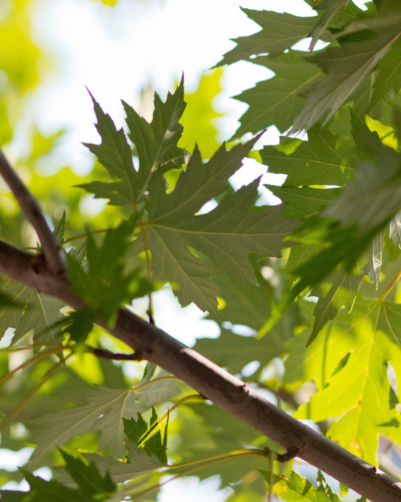Celebration Maple - view 2