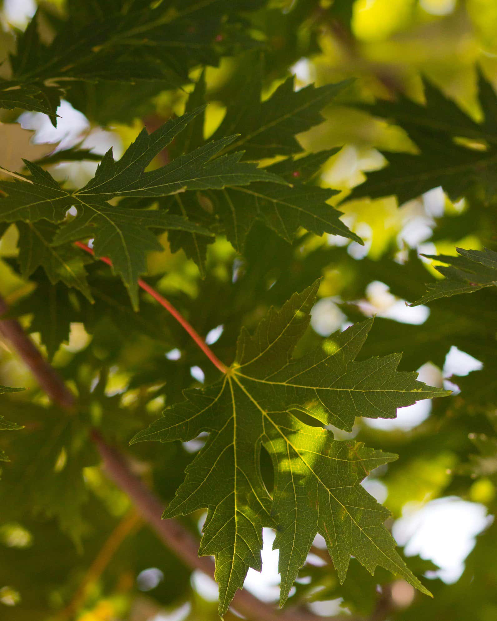 Celebration Maple - Image 1