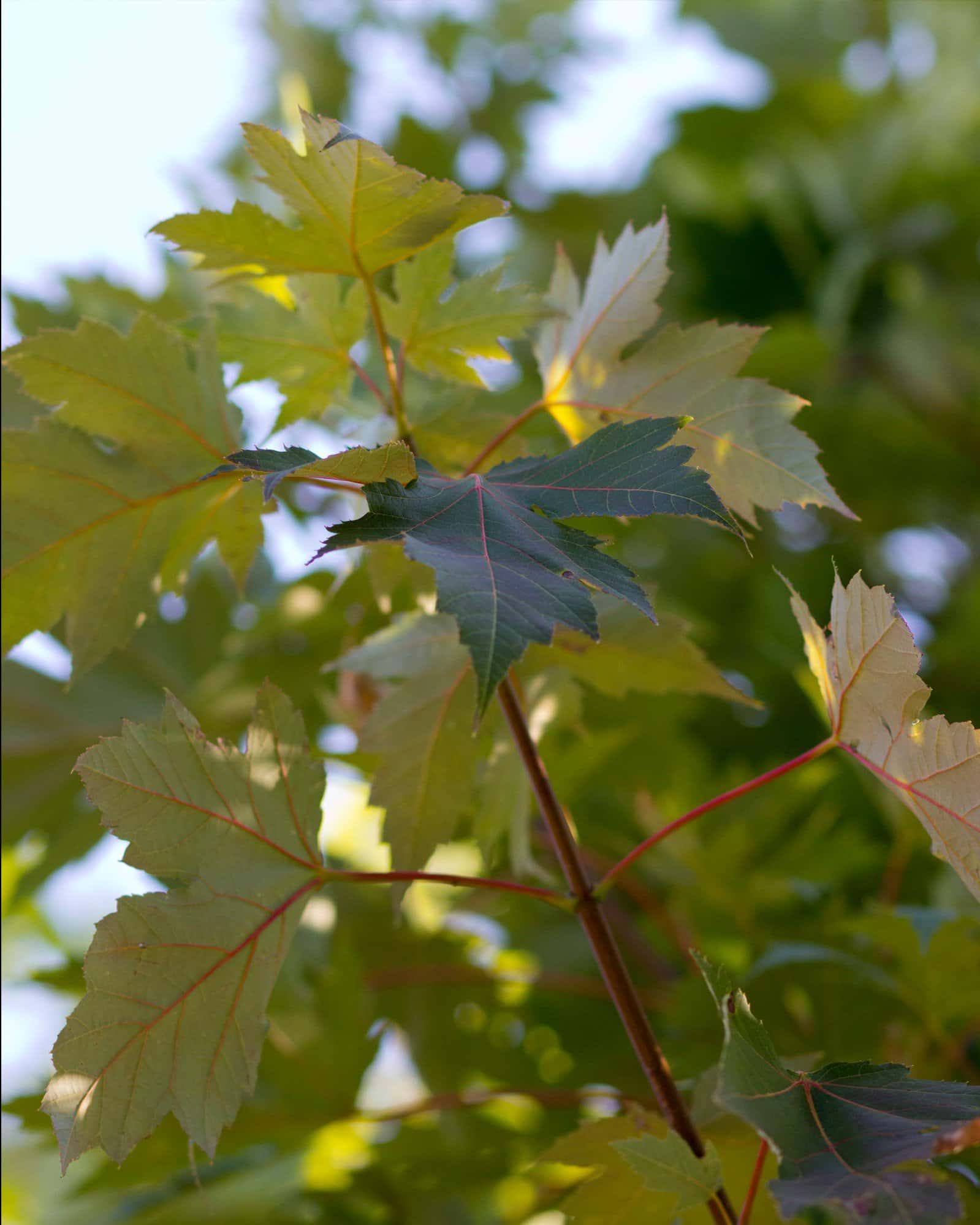 Celebration Maple - Image 3